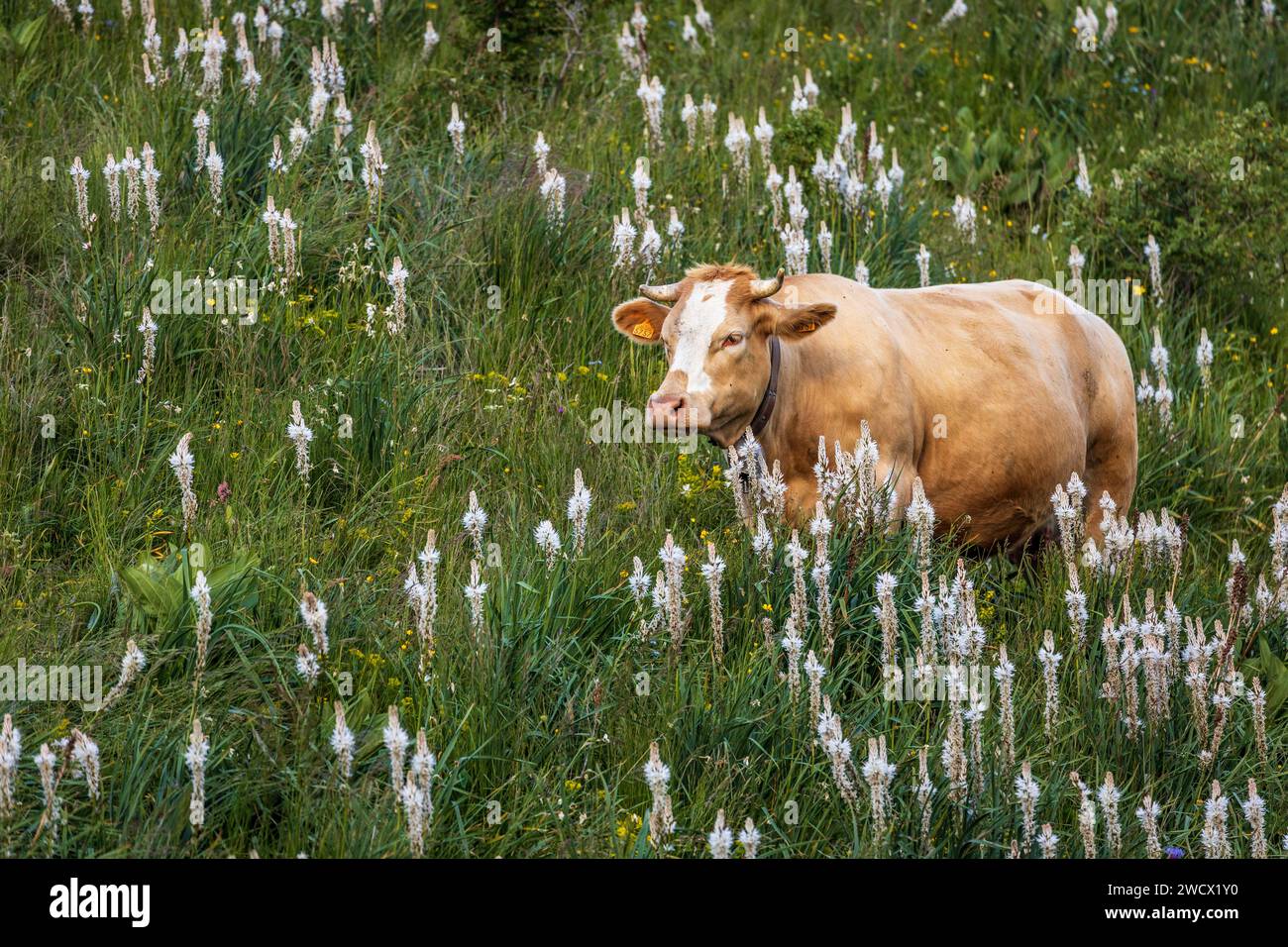 Frankreich, Hautes-Alpes, Villar-d'Arêne, Hochtal der Romanche, Kuh auf den blühenden Almen von Asphodèle blanc (Asphodelus Albus) Stockfoto