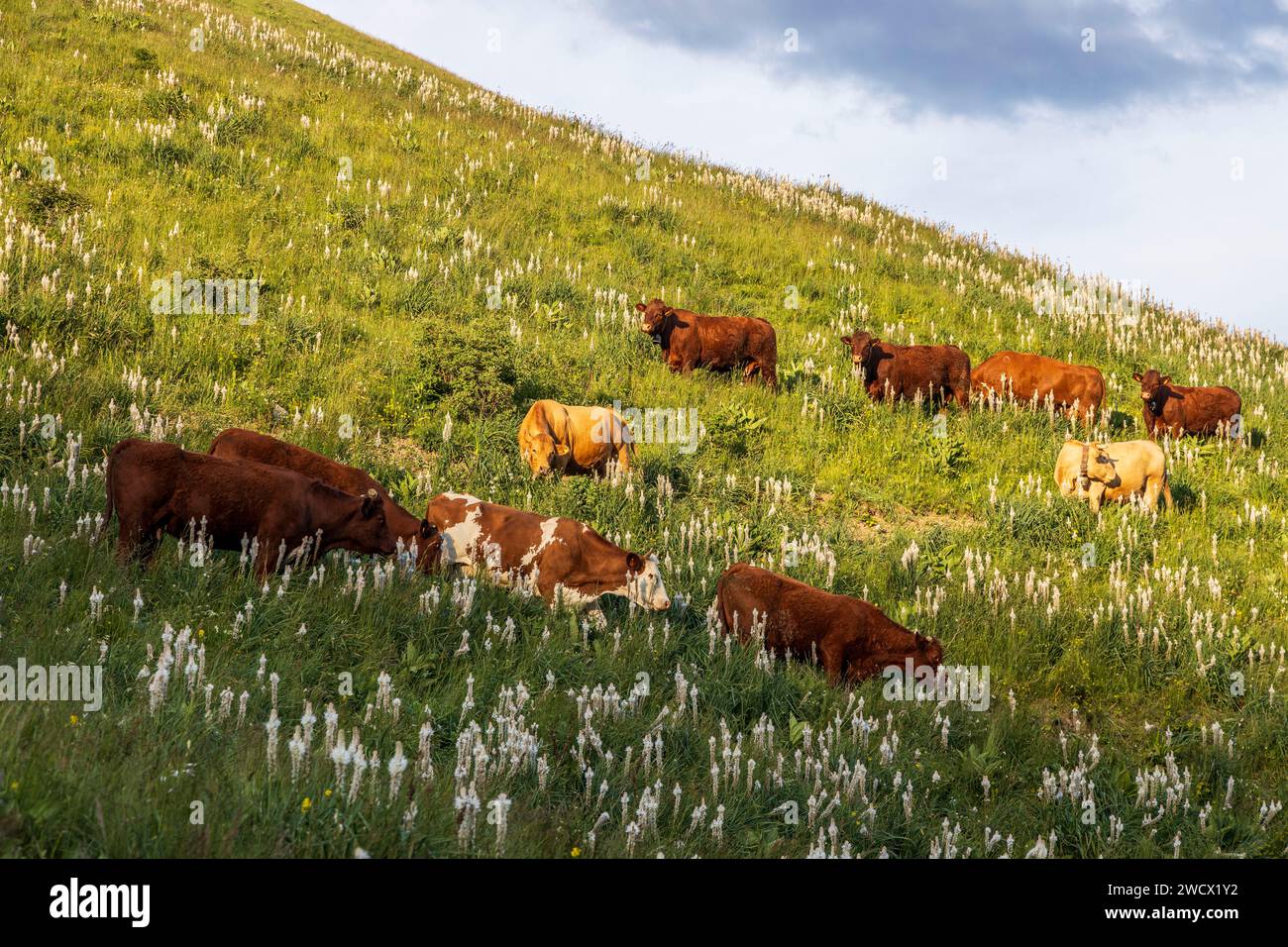 Frankreich, Hautes-Alpes, Villar-d'Arêne, Hochtal der Romanche, Salers Kühe auf den blühenden Almen von Asphodèle blanc (Asphodelus Albus) Stockfoto