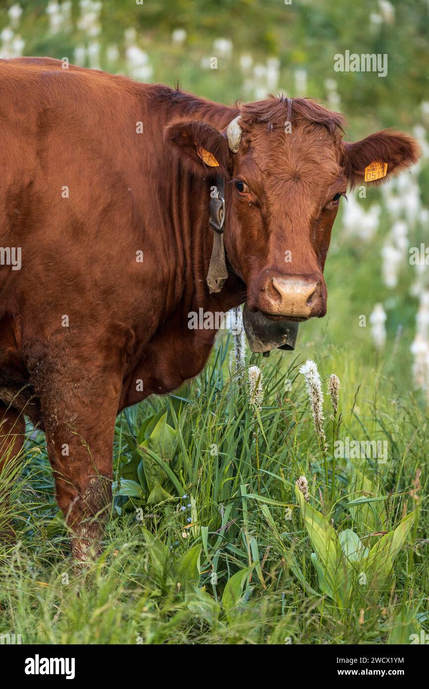 Frankreich, Hautes-Alpes, Villar-d'Arêne, Hochtal der Romanche, Salers-Kuh auf den blühenden Almwiesen von Asphodèle blanc (Asphodelus Albus) Stockfoto