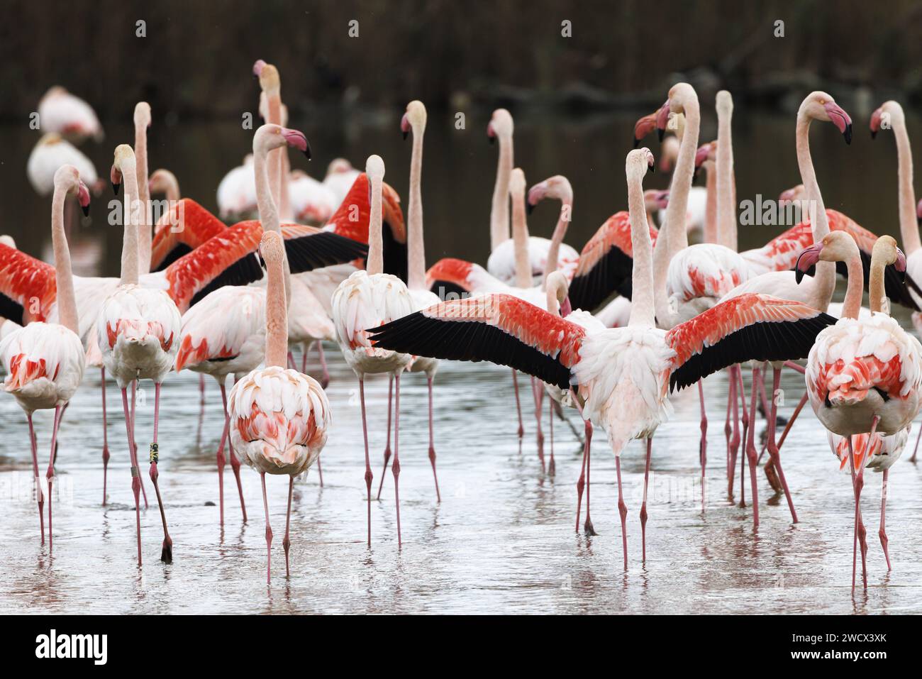 Frankreich, Bouches du Rhone, Stes Maries de la Mer, größere Flamingos im ornithologischen Park Pont de Gau Stockfoto