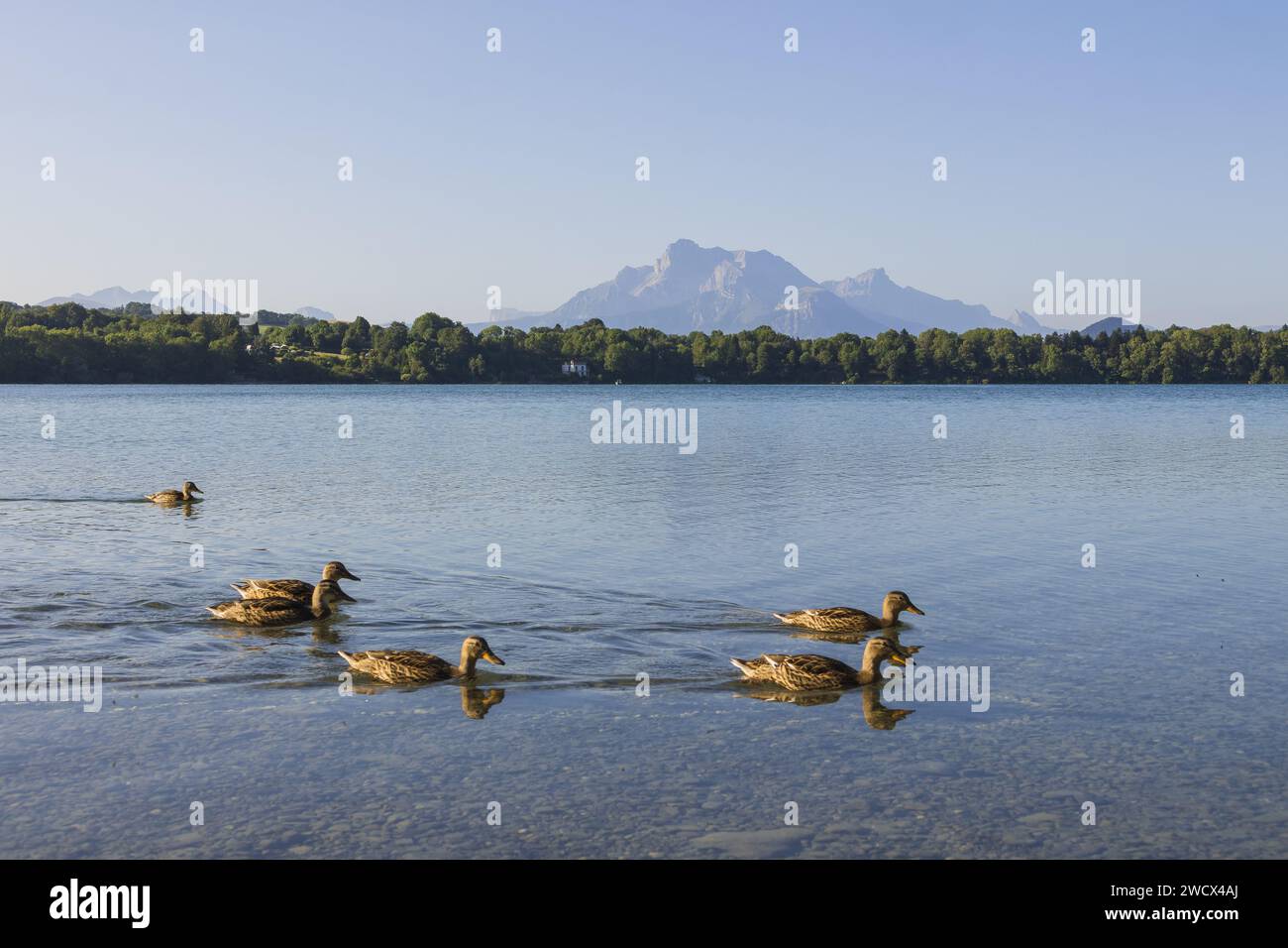 Frankreich, Isere, Region La Matheysine (oder Plateau matheysin), Laffrey, Grand Lac de Laffrey, einer der vier Laffrey-Seen, Obiou und Devoluy-Massiv im Hintergrund (Luftaufnahme) Stockfoto