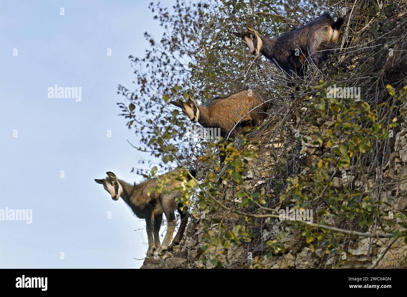 Frankreich, Doubs, Mathay, Alpine Chamois (Rupicapra rupicapra) entwickeln sich in einem aktiven Steinbruch Stockfoto