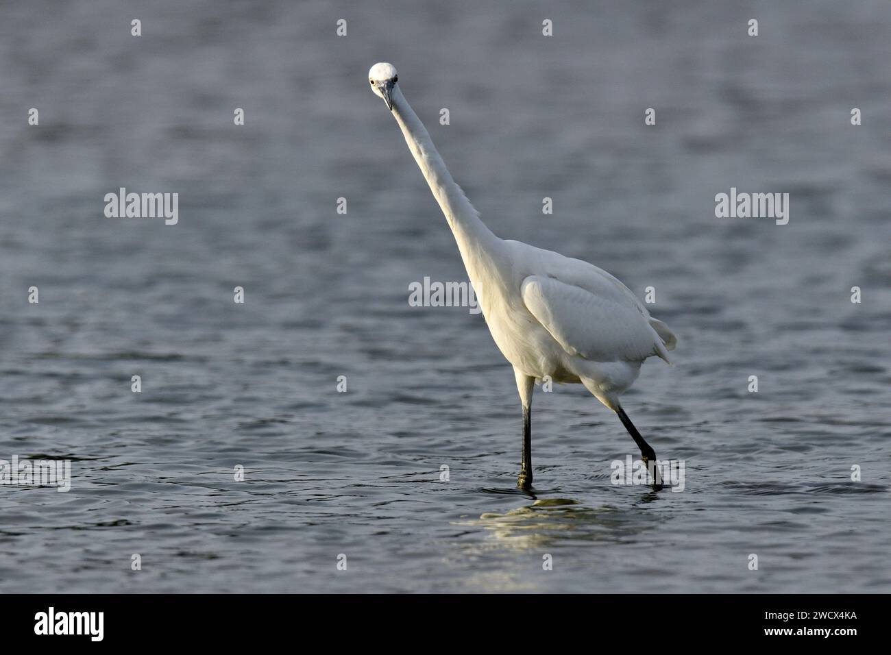 Frankreich, Doubs, Tierwelt, Vogel, Watvogel, kleiner Egret (Egretta garzetta) Stockfoto