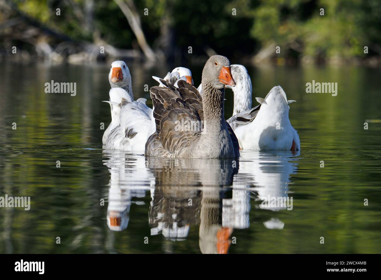 Frankreich, Doubs, Wildtiere, Vogel, Gänse (Anser anser) Stockfoto