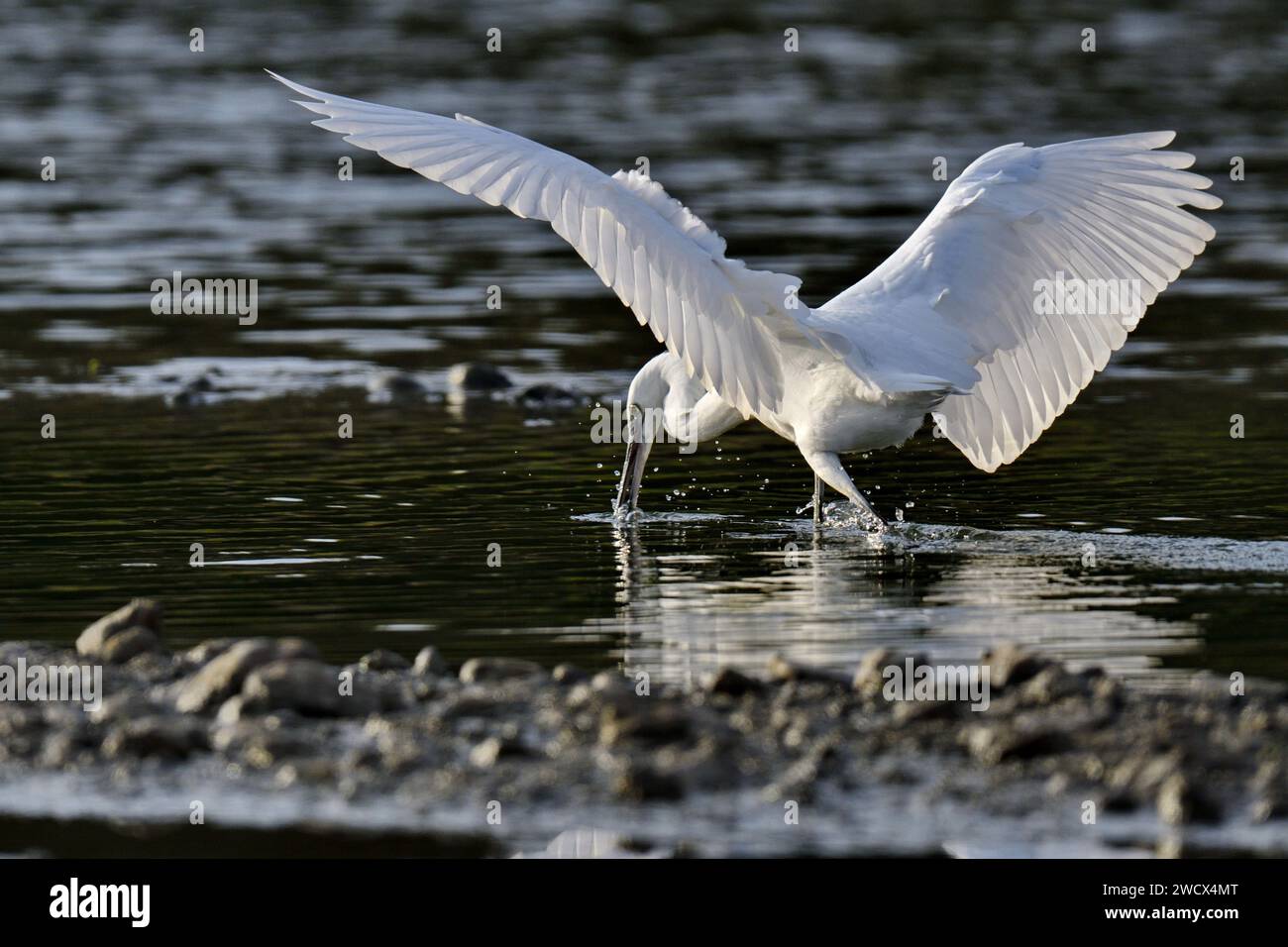 Frankreich, Doubs, Tierwelt, Vogel, Watvogel, kleiner Egret (Egretta garzetta) Stockfoto