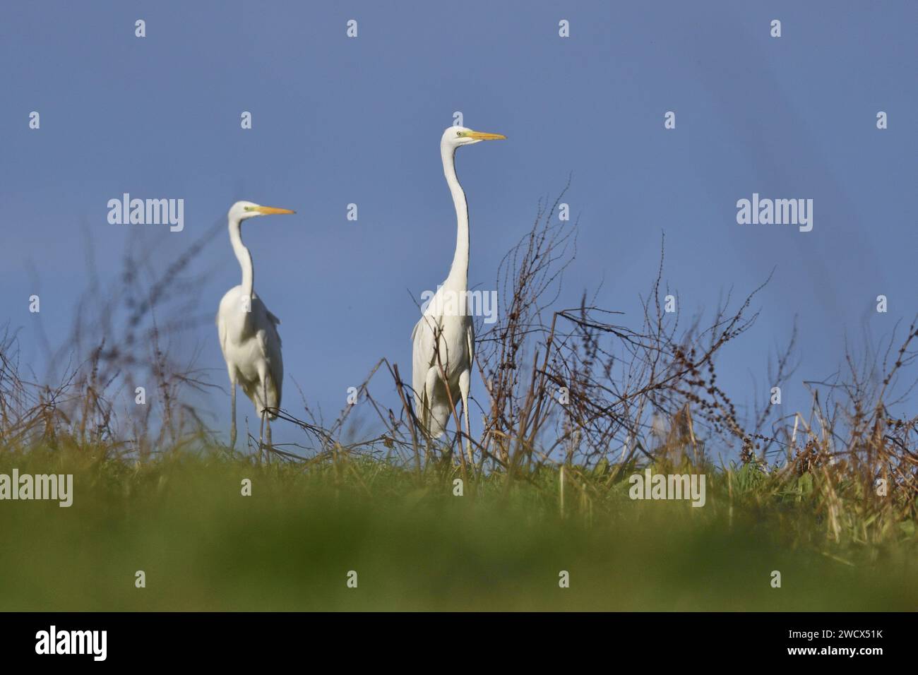 Frankreich, Doubs, Tierwelt, Vogel, Großreiher (Ardea alba) Stockfoto