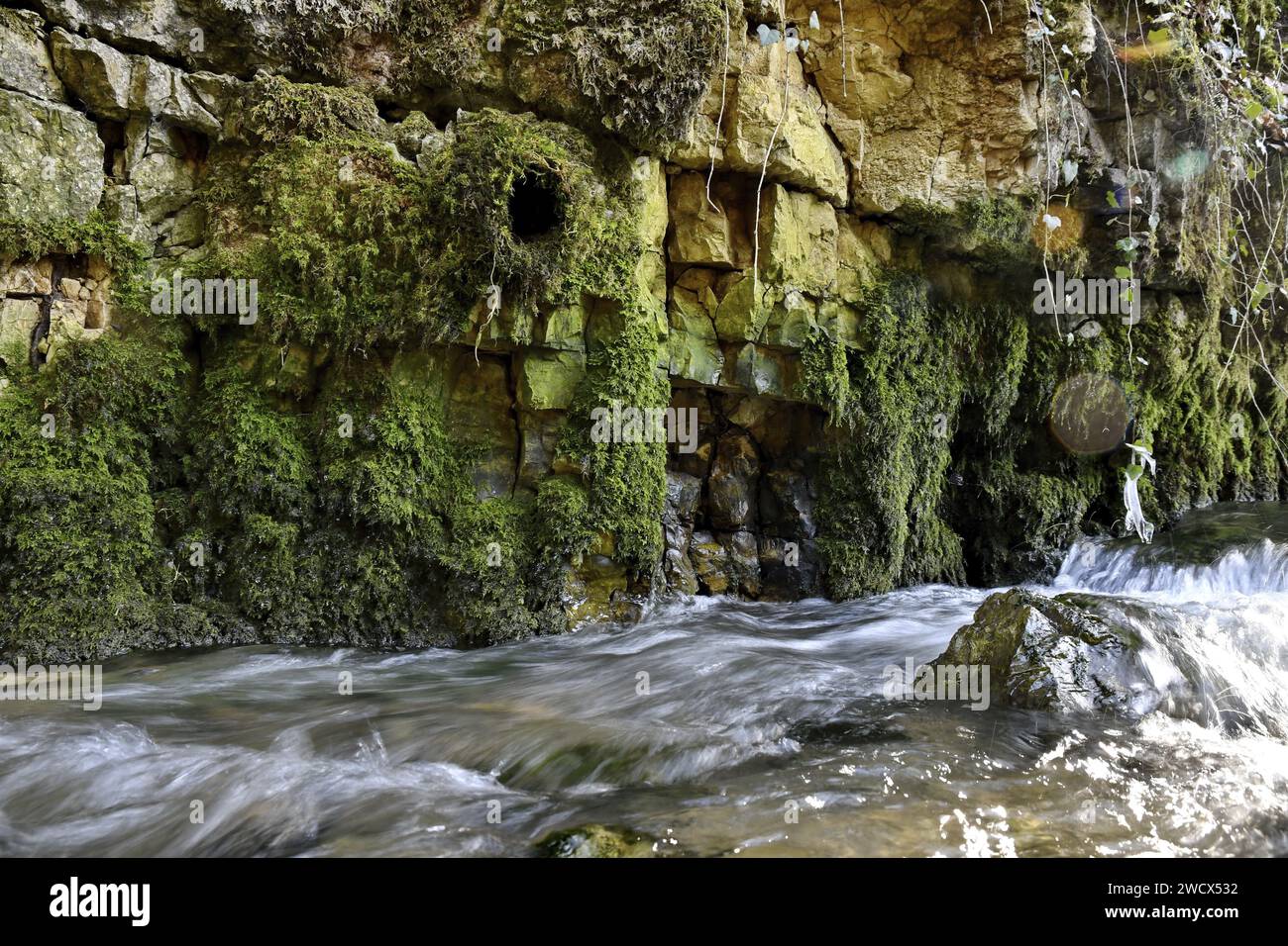 Frankreich, Doubs, Wildtiere, Vogel, Dipper (Cinclus cinclus), Nest im Bau auf der Creuse Stockfoto