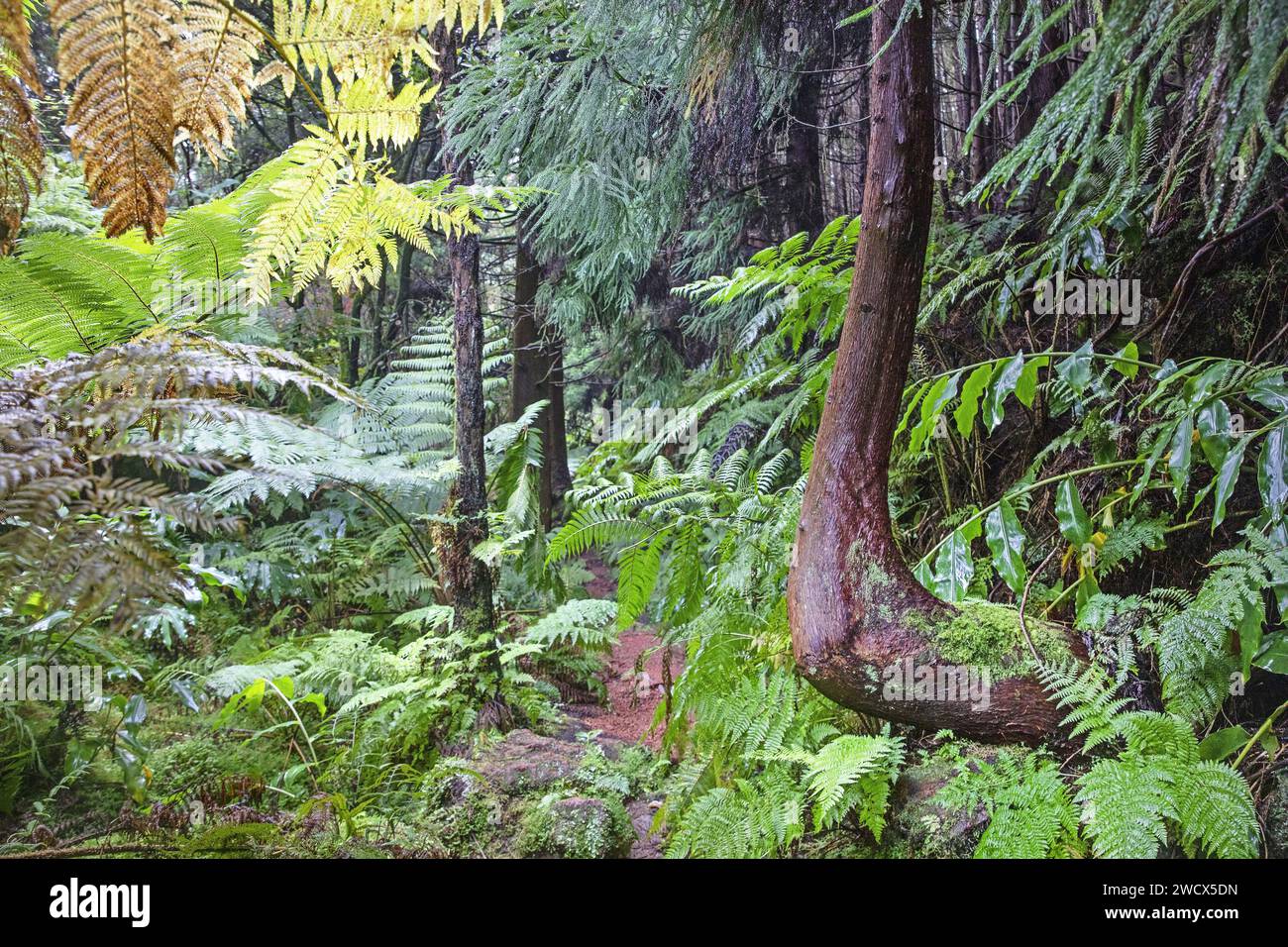 Portugal, Azoren-Archipel, Insel Terceira, feuchte Vegetation von Makaronesenwäldern auf dem Wanderweg Passage das Bestas Stockfoto