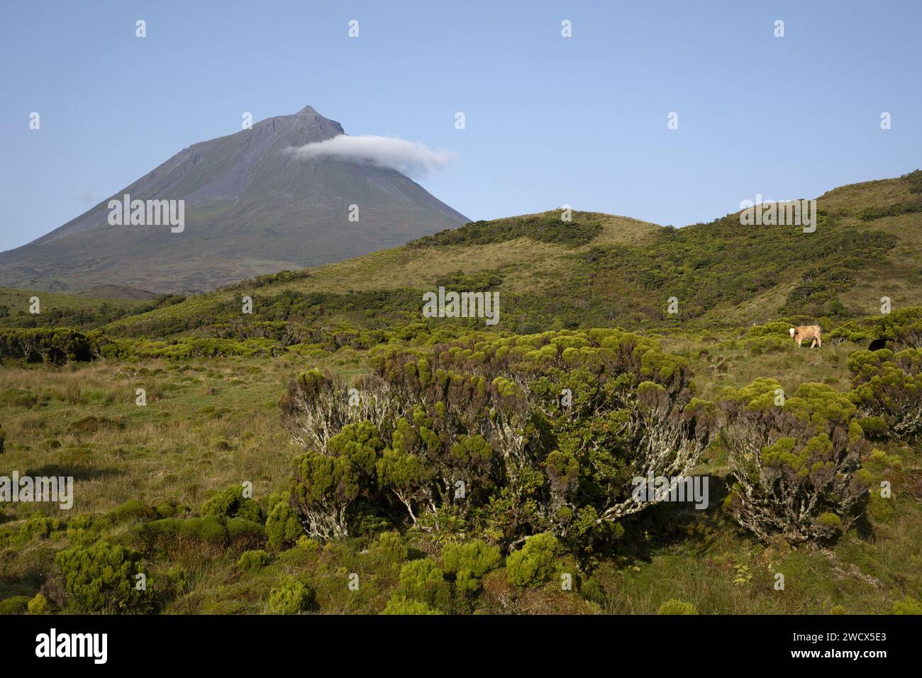 Portugal, Azoren-Archipel, Insel Pico, Vulkan Pico und seine mit Lorbeerwald bedeckten Hänge, der endemische Wald der Azoren Stockfoto