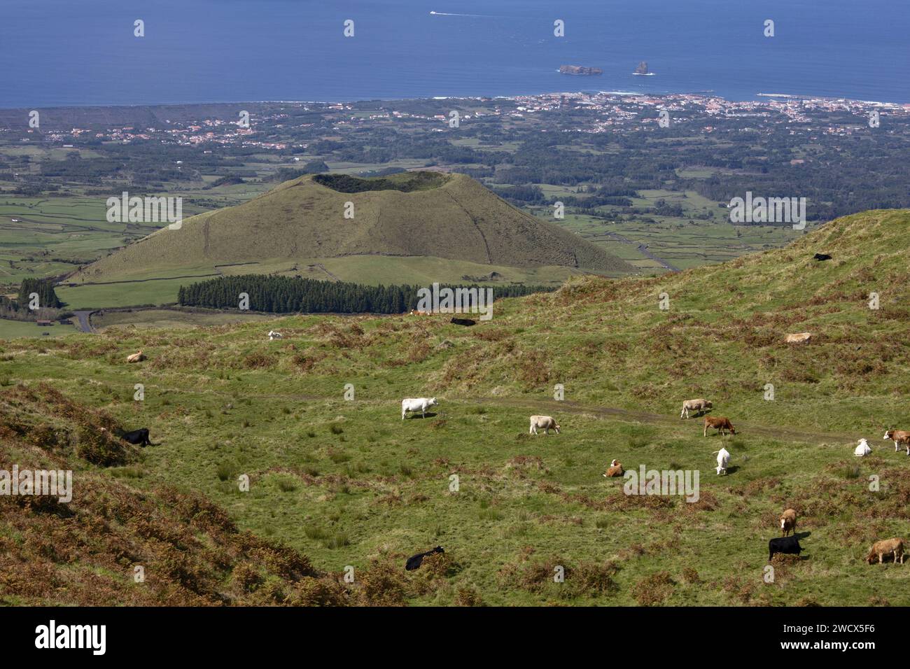 Portugal, Azoren-Archipel, Pico-Insel, Kühe inmitten von Weiden mit Blick auf einen alten Vulkankrater und das Meer Stockfoto