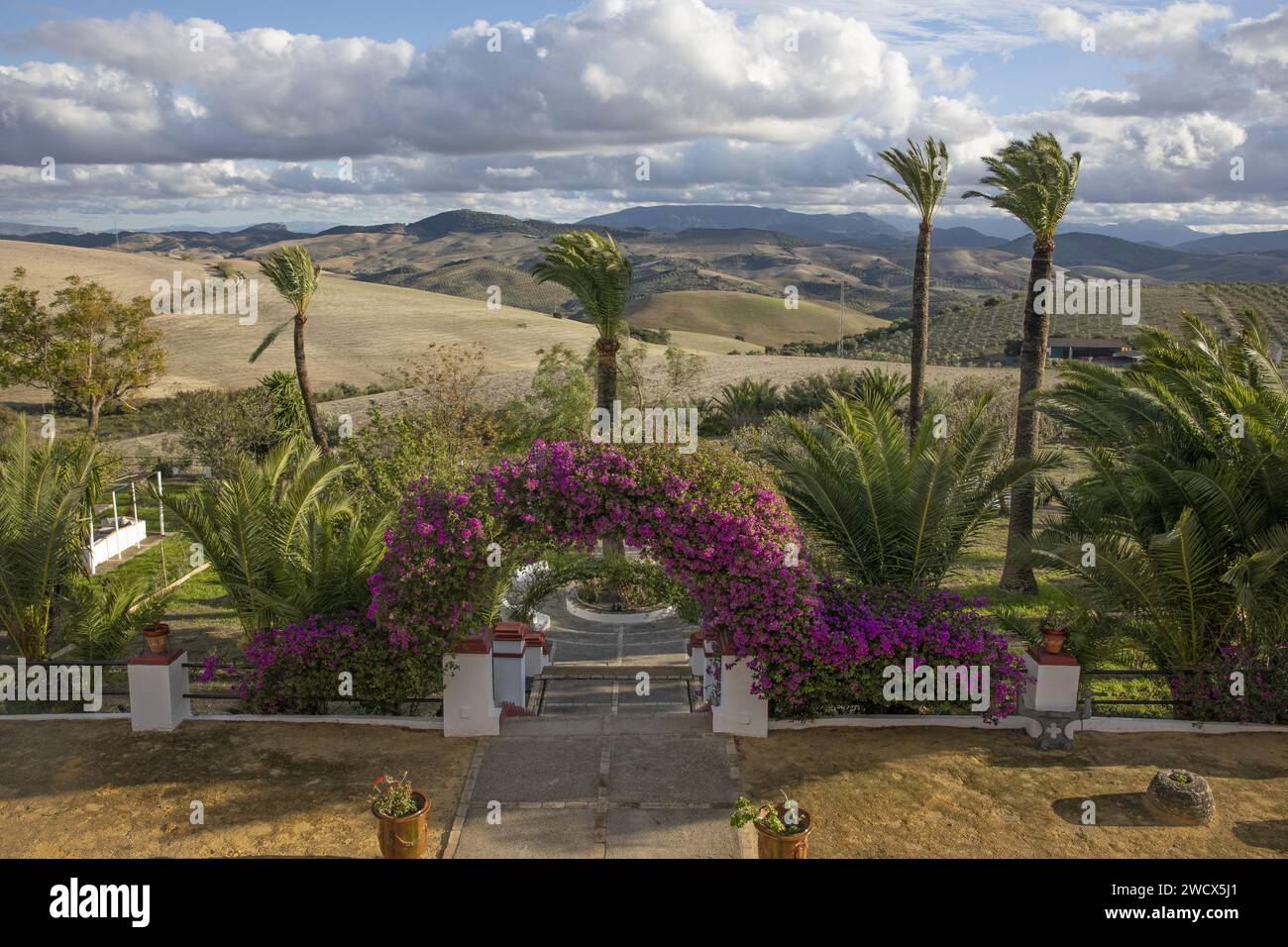 Spanien, Andalusien, Moron de la Frontera, Hacienda las Alcabalas, Garten mit rosa Bougainvillea und Palmen, die sich auf sanfte Felder und einen Horizont öffnen, der von den Bergen der Sierra de Grazalema blockiert wird Stockfoto