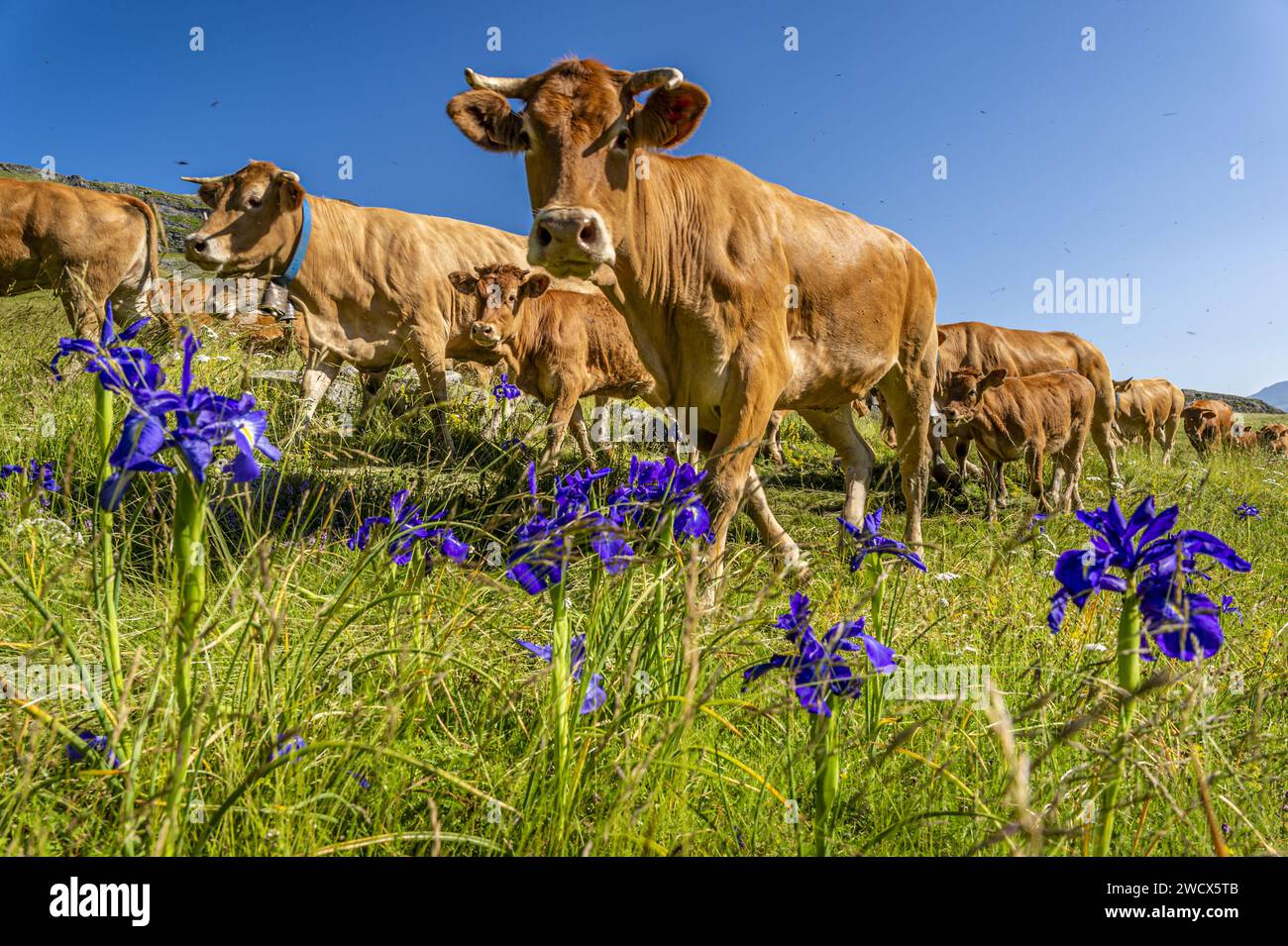 Frankreich, Pyrenäen Atlantiques, Béarn, Ossau-Tal, Pyrenäen-Nationalpark, Herde von Kühen auf Sommerweiden inmitten der Pyrenäenirien (Iris latifolia) auf den Höhen des Hochplateaus Bious-Artigues Stockfoto
