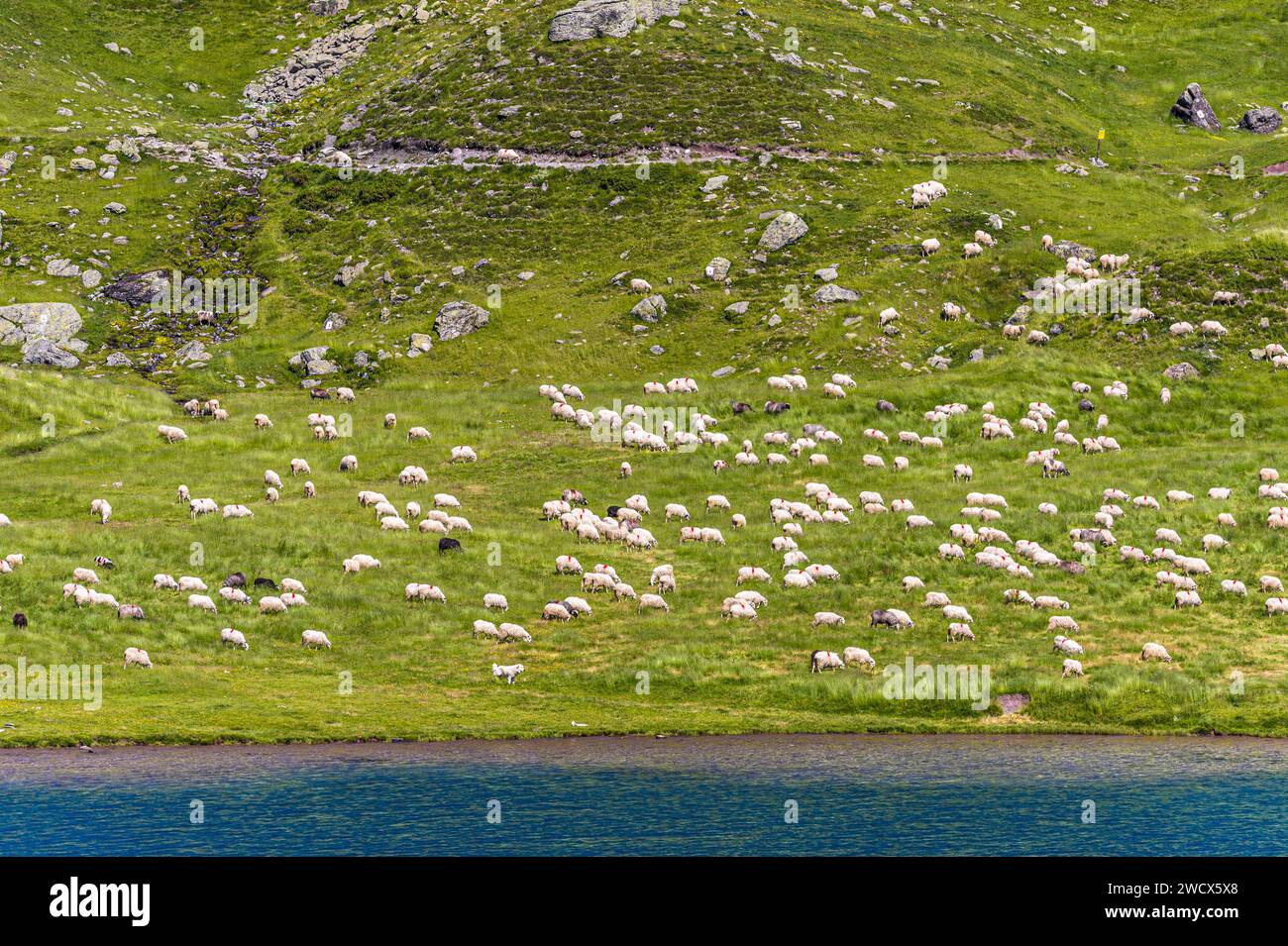 Frankreich, Pyrenäen Atlantiques, Béarn, Ossau-Tal, Pyrenäen-Nationalpark, Schafherde auf Sommerweide unter Aufsicht von Patous am Ufer des Bersau-Sees Stockfoto