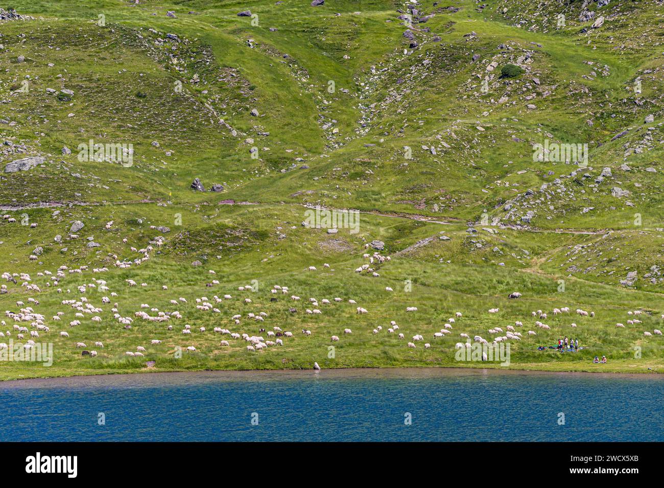 Frankreich, Pyrenäen Atlantiques, Béarn, Ossau-Tal, Pyrenäen-Nationalpark, Schafherde auf Sommerweide unter Aufsicht von Patous am Ufer des Bersau-Sees Stockfoto