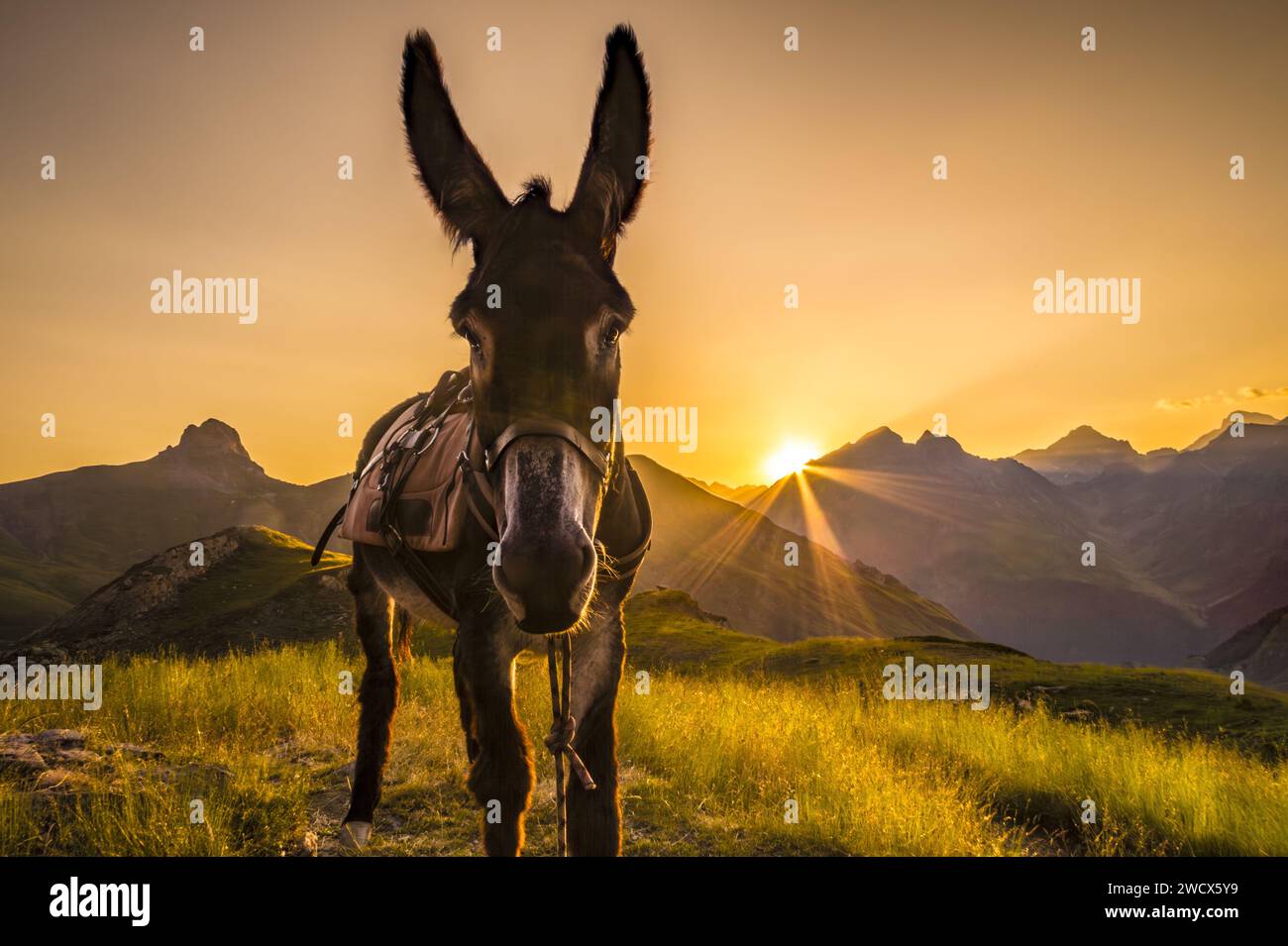 Frankreich, Pyrenäen Atlantiques, Béarn, Ossau-Tal, Pyrenäen-Nationalpark, Trekking mit einem Rudelesel, Porträt des Esels bei Sonnenaufgang im Schutzgebiet Pombie Stockfoto