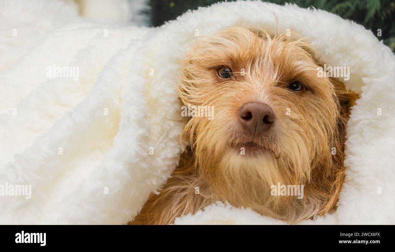 Beiger Terrierhund, eingewickelt in eine weiße flauschige Decke Stockfoto