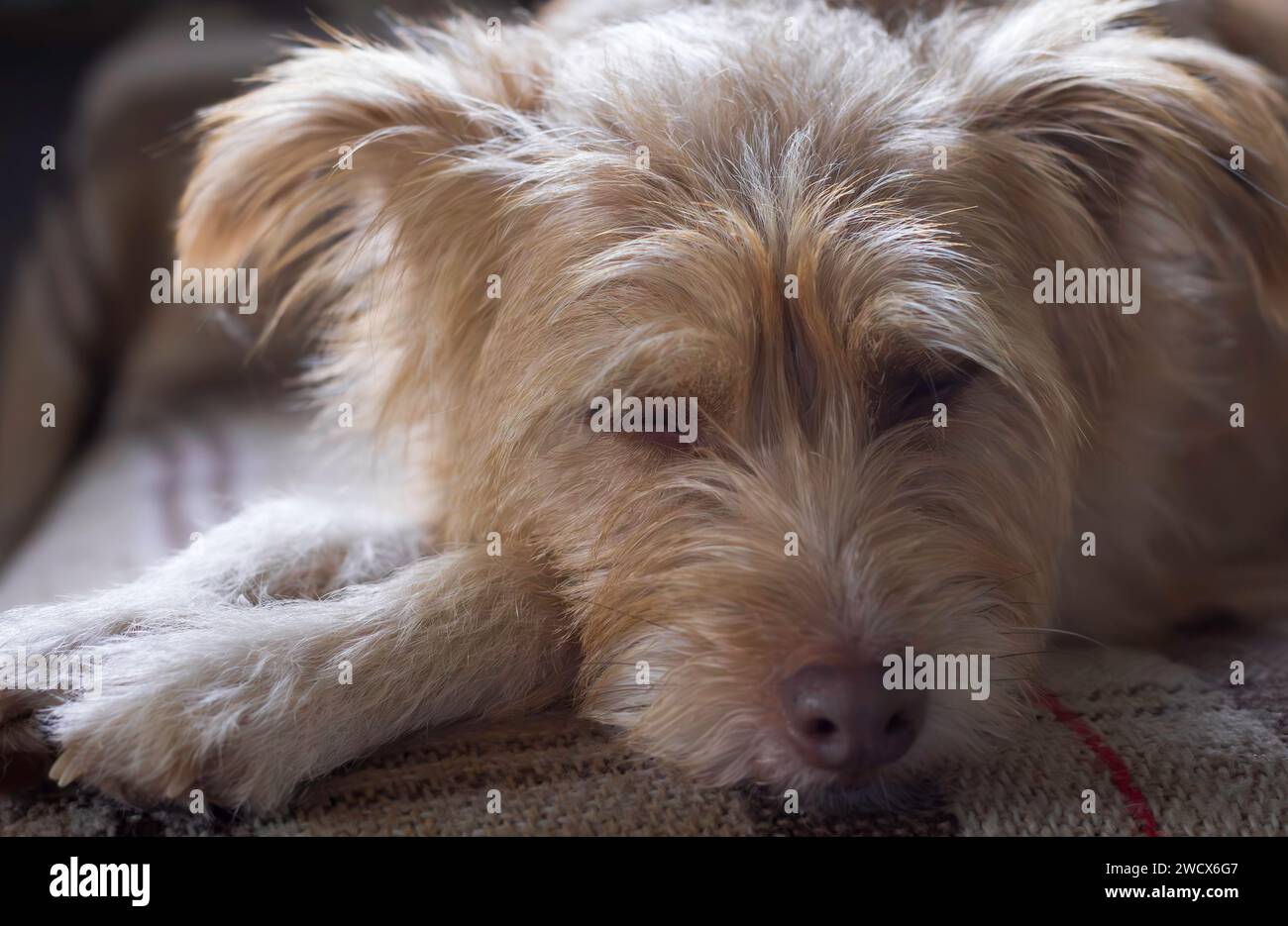 Beiger Terrierhund schläft auf einer Decke Stockfoto