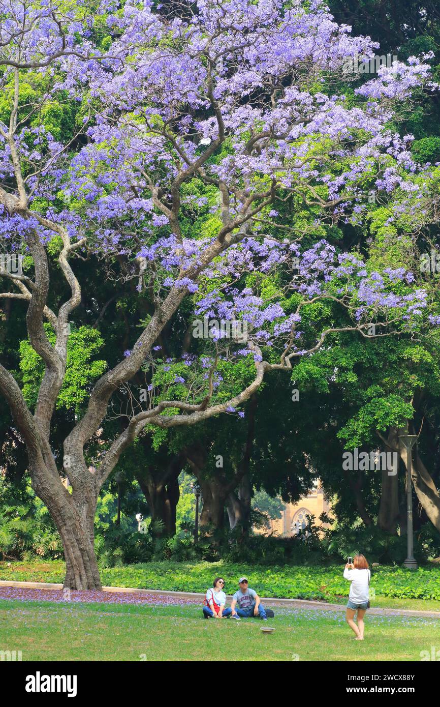 Australien, New South Wales, Sydney, Central Business District (CBD), Hyde Park (der älteste öffentliche Park Australiens), Fotopause unter einem Paulownia-Baum Stockfoto