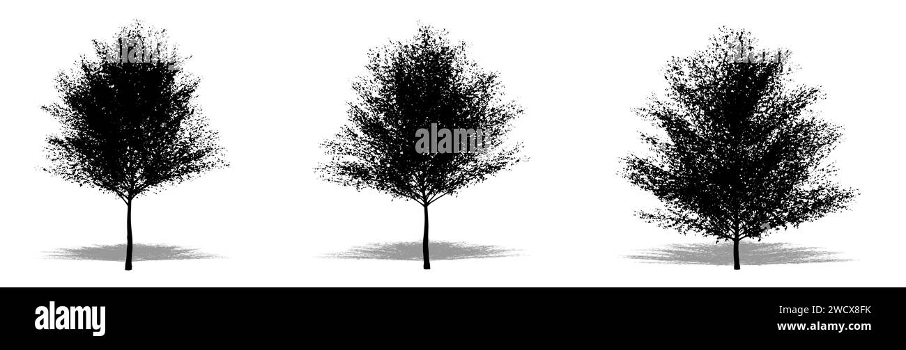Set oder Sammlung japanischer Weißer Birken als schwarze Silhouette auf weißem Hintergrund. Konzept- oder konzeptionelle 3D-Illustration für Natur, Planet, e Stockfoto