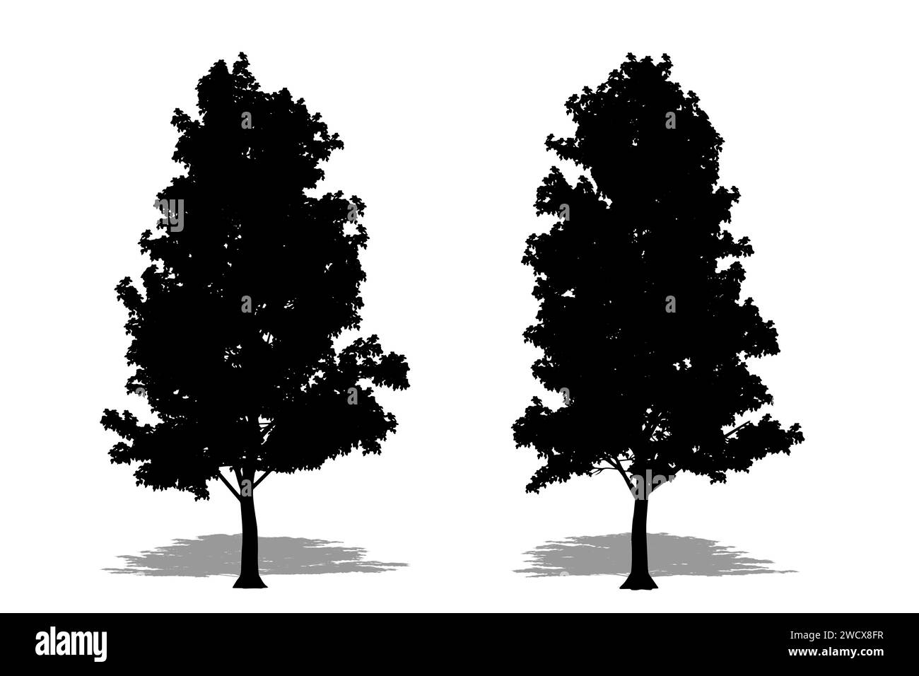 Set oder Sammlung von Mockernut Hickory Bäumen als schwarze Silhouette auf weißem Hintergrund. Konzept oder konzeptionelle 3D-Illustration für Natur, Planet, Öko Stockfoto