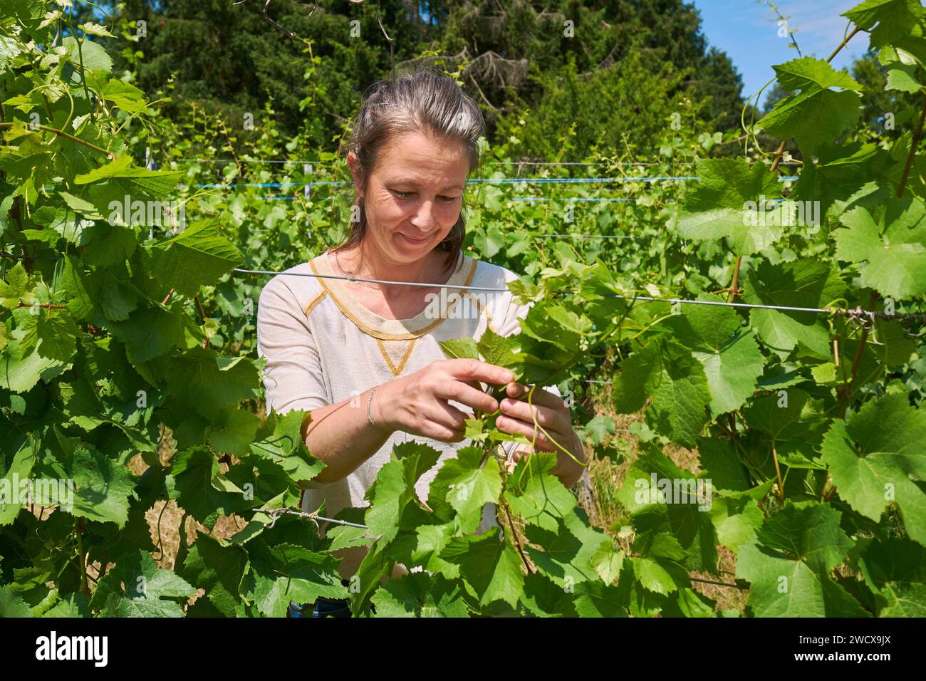 Frankreich, Moselle, Ancy sur Moselle, Domaine les Beliers, AOC Moselle, Eve Maurice, Winzer, flechtet Rebzweige Stockfoto