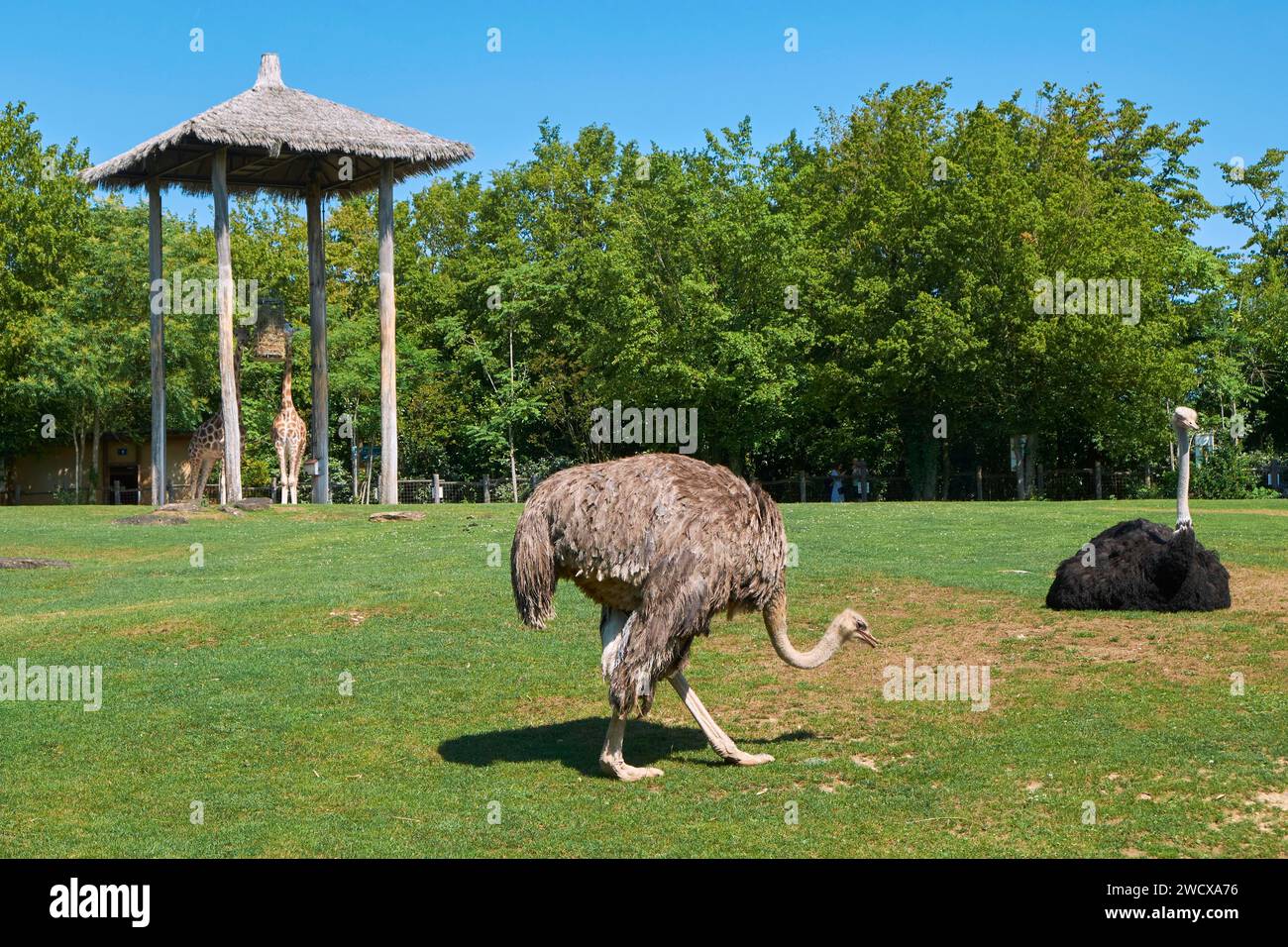 Frankreich, Mosel, Amneville, La Cite des Loisirs, der zoologische Park, weibliche und männliche Strauße Stockfoto