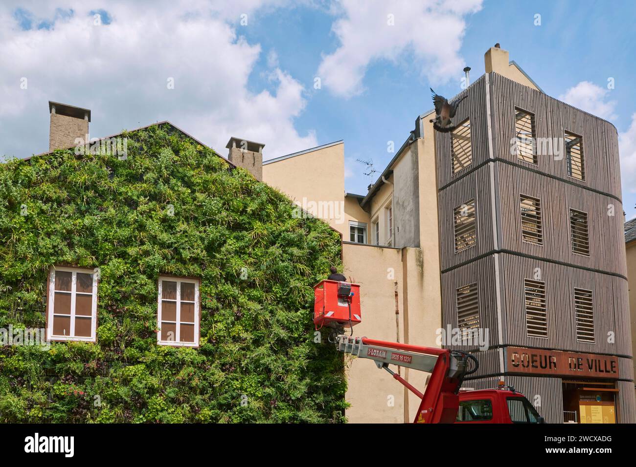 Frankreich, Moselle, Thionville, grüne Mauer der Rue du Vieux College, Gärtner auf einer Luftplattform Stockfoto