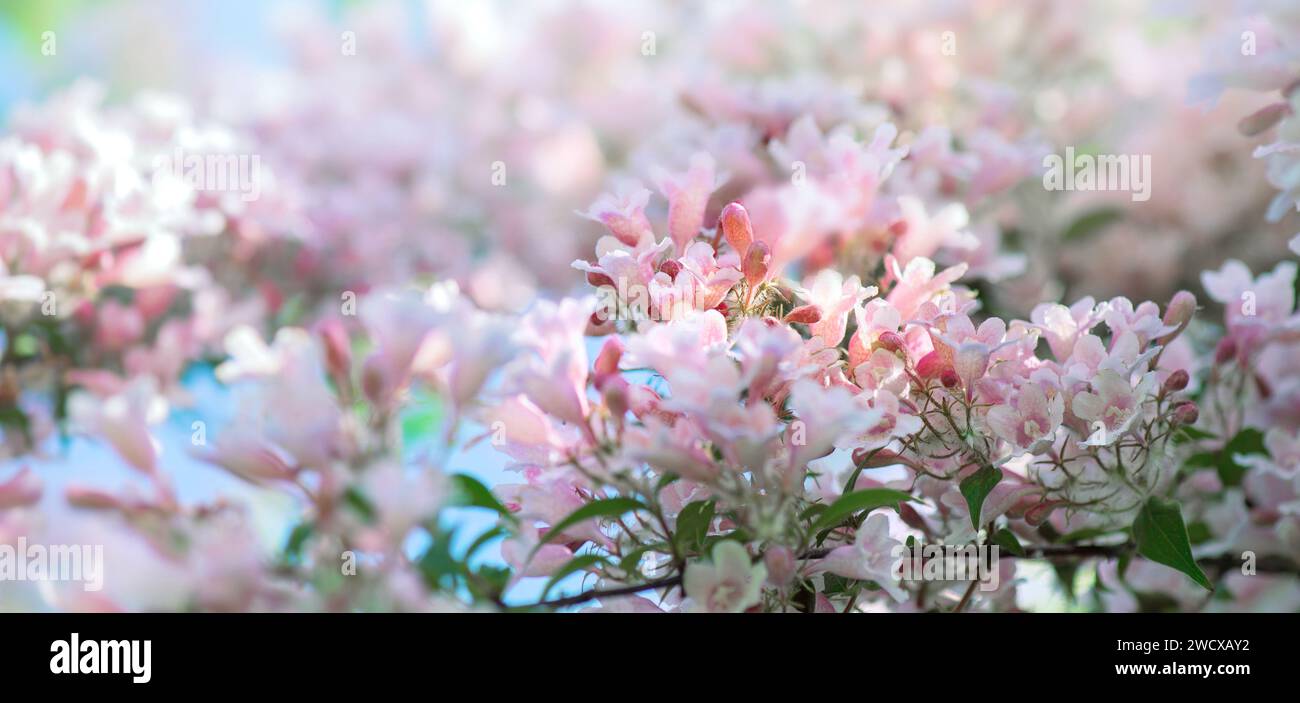 Nahaufnahme auf Blumen des Apfelbaums blüht im Frühling auf unscharfen Lichtern Hintergrund Stockfoto