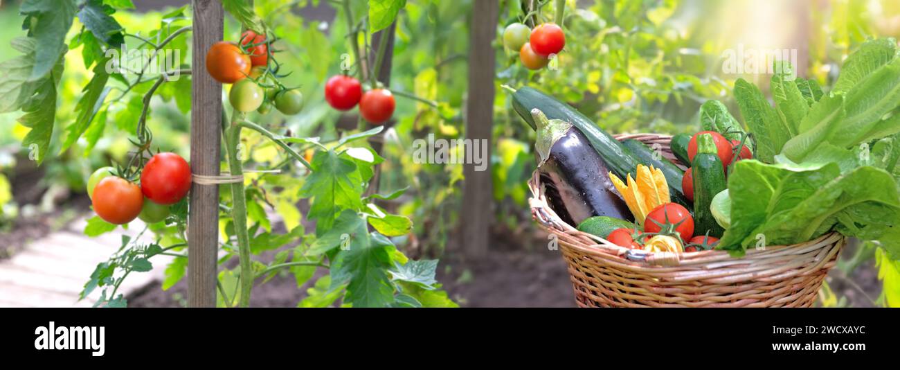 Frisches und farbenfrohes Gemüse im Korb vor Tomaten, die in einem Garten wachsen Stockfoto