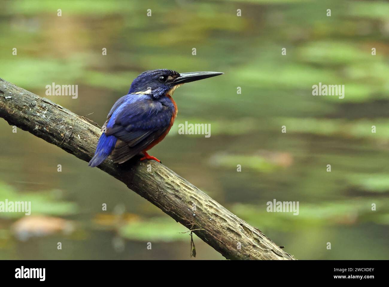 Leuchtend blauer Eisvogel (Alcedo quadribrachus quadribrachus), Erwachsener auf totem Ast Ankasa, Ghana, Afrika. November Stockfoto