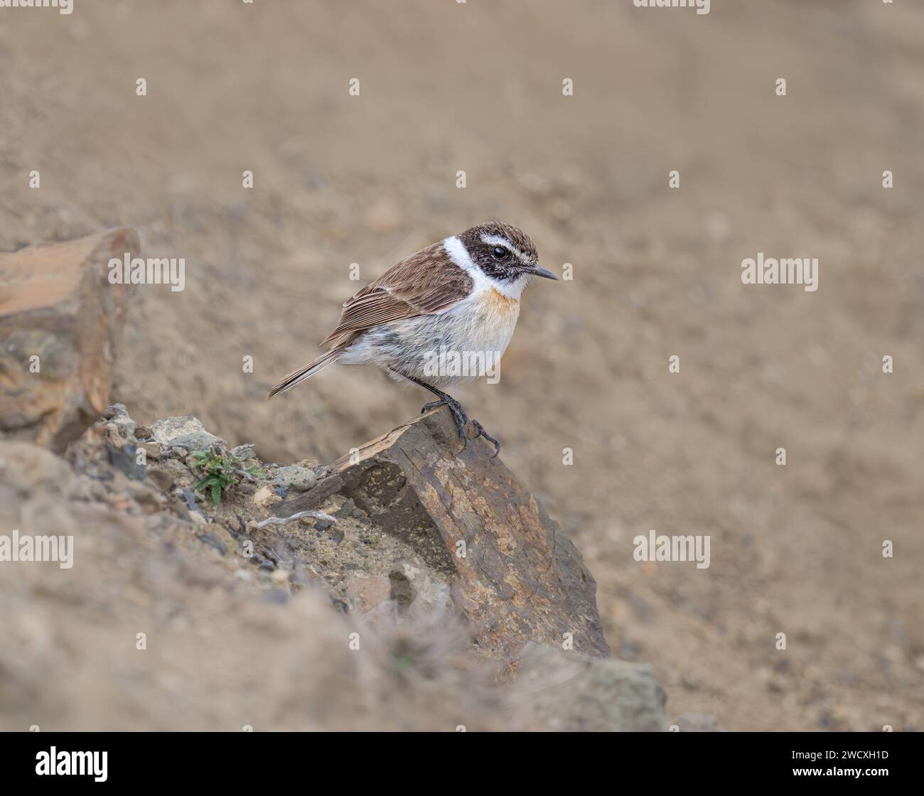 Kanarische Inseln Stonechat (Saxicola dacotiae), männlich auf einem Stein thronend, dieser vom Aussterben bedrohte Vogel kommt nur auf der Insel Fuerteventura, Kanarischen Inseln, Spanien vor Stockfoto