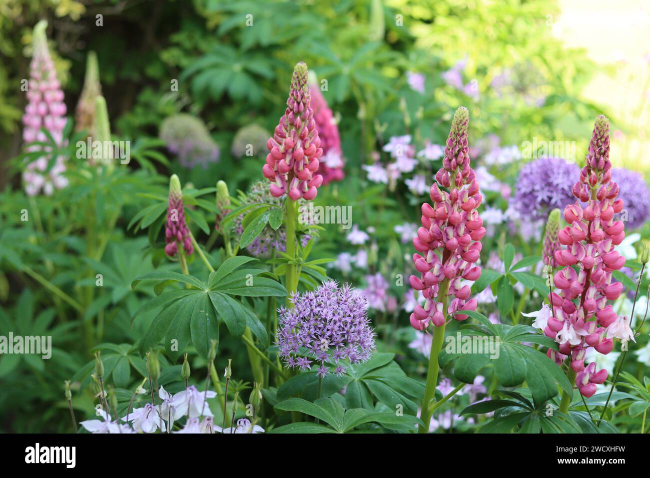 Rosafarbene Lupinen und runde, violette allium-Blumenköpfe in einem Hüttengarten Stockfoto