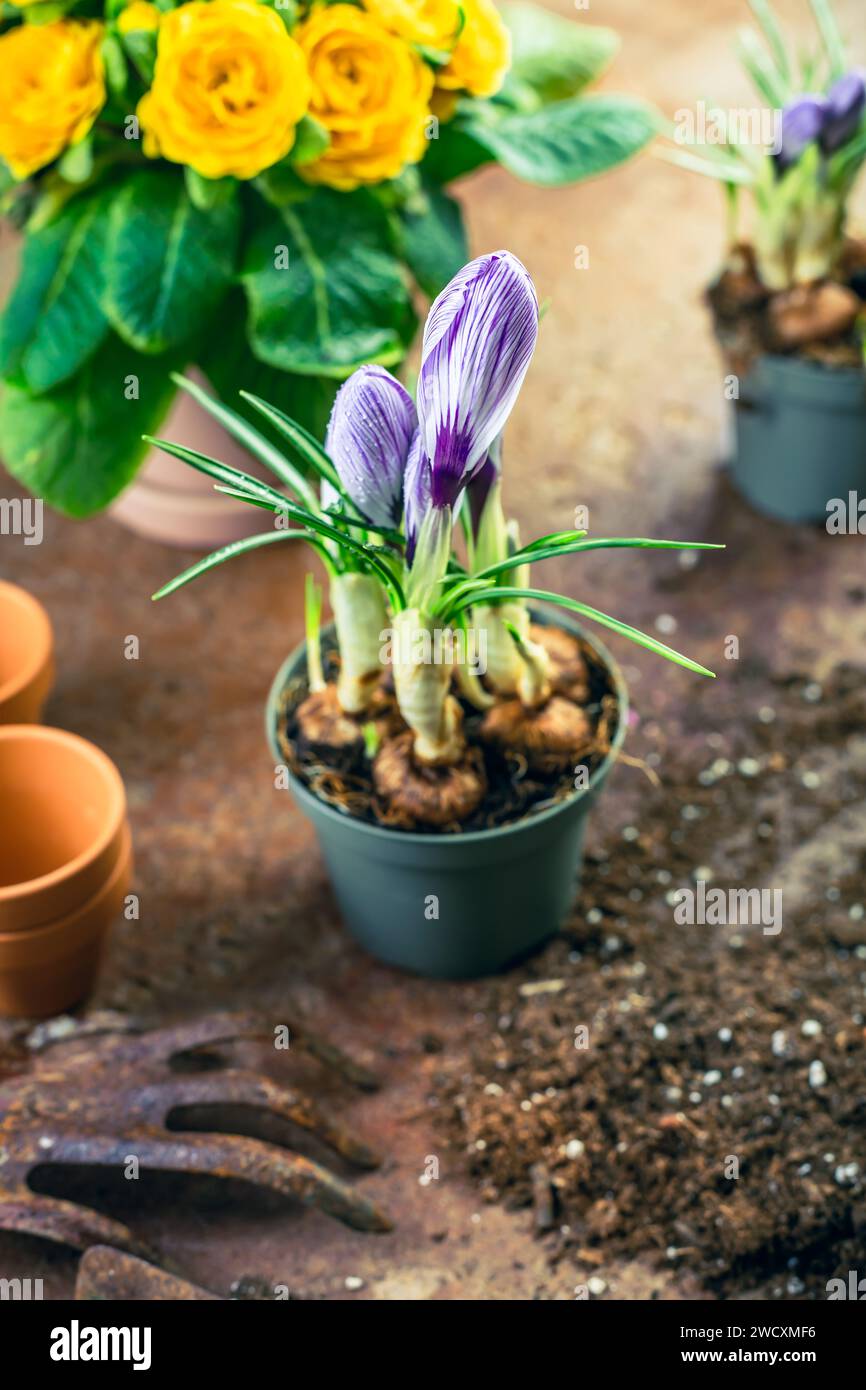 Pflanz- und Gartenkonzept. Neues Leben, ökologisches, nachhaltiges Wohnkonzept Stockfoto