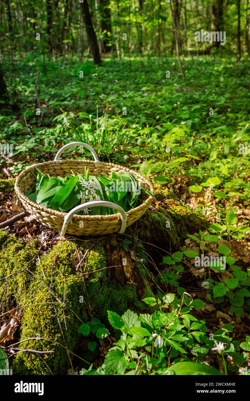 Wilde Knoblauch (allium ursinum) im Wald ernten. Wilder Knoblauch, Ramson, Cowleekes, Buckrams, HolzKnoblauch, Bärenlauchpflanzen wachsen in einem Wald Stockfoto