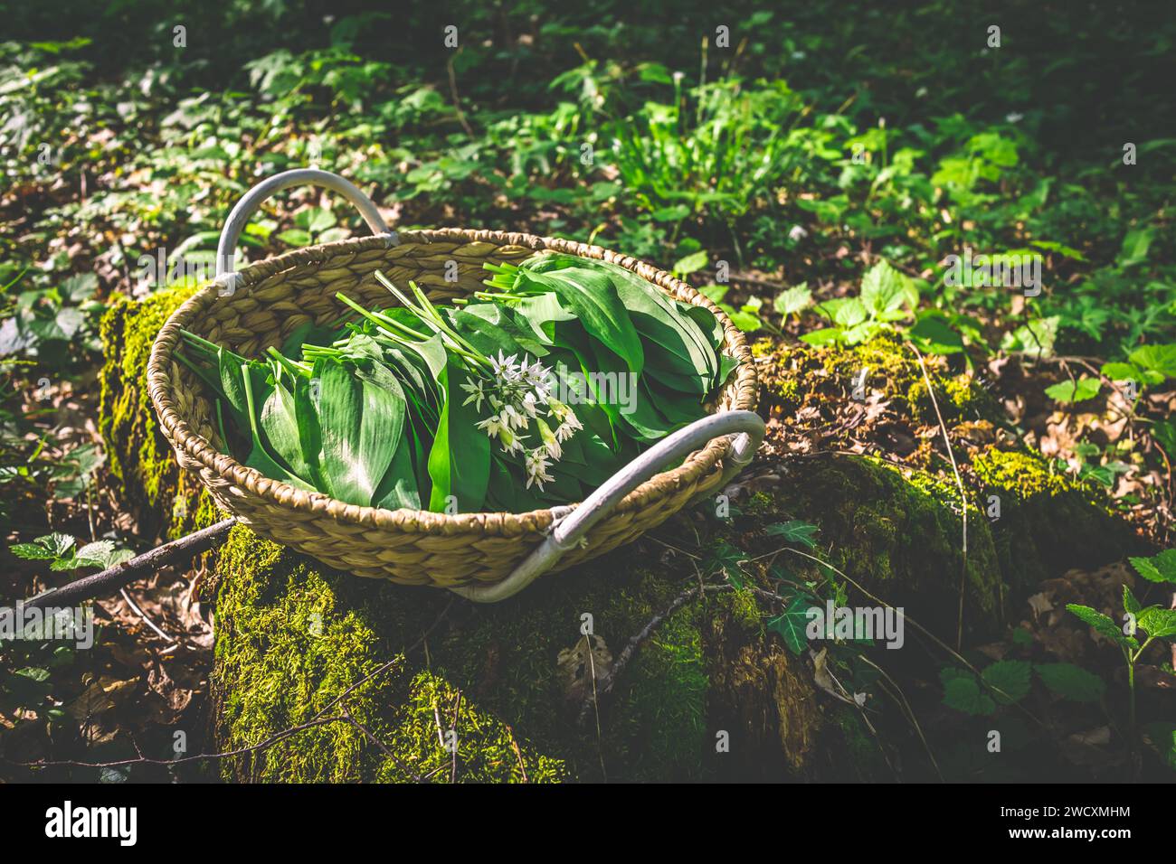 Wilde Knoblauch (allium ursinum) im Wald ernten. Wilder Knoblauch, Ramson, Cowleekes, Buckrams, HolzKnoblauch, Bärenlauchpflanzen wachsen in einem Wald Stockfoto