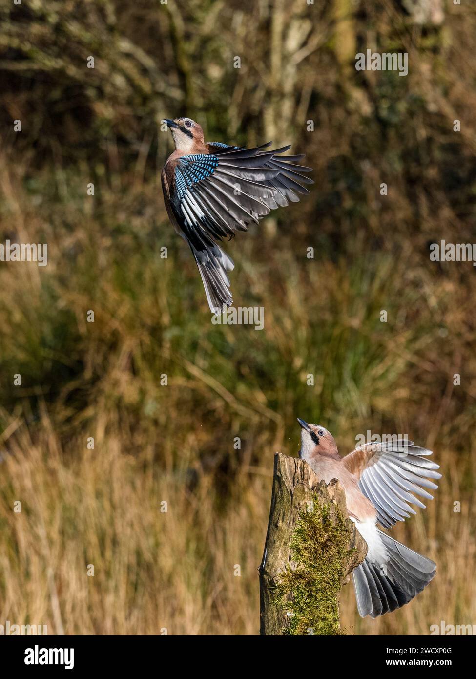 Jays Sparring in Mitte Wales Stockfoto