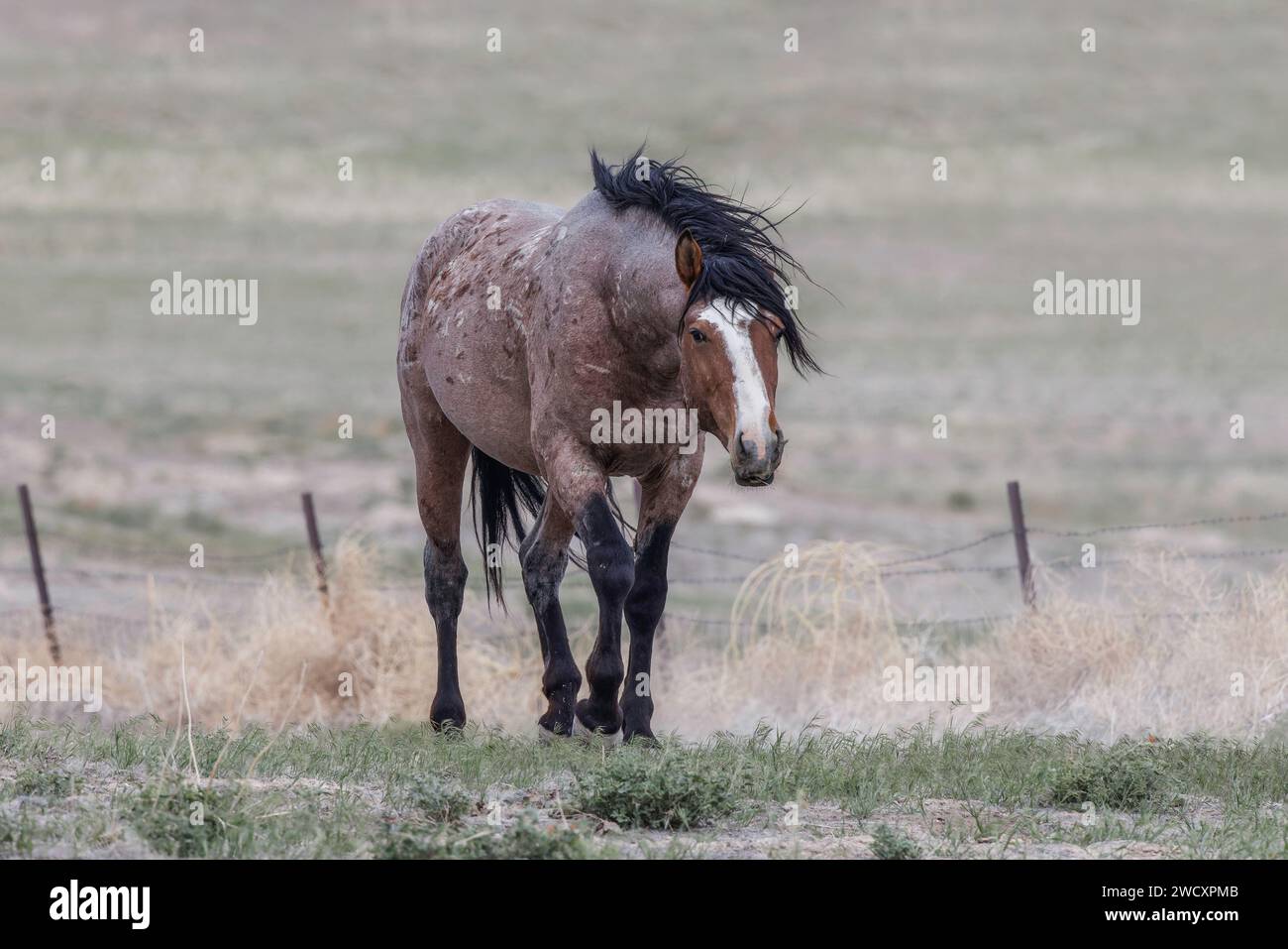 Die Wildpferdeherde des Onaqui Mountain hat eine leichte bis mittelschwere Struktur und ist in Farben wie Sauerampfer, roan, Buchleder, Schwarz, Palomino, und grau. Stockfoto