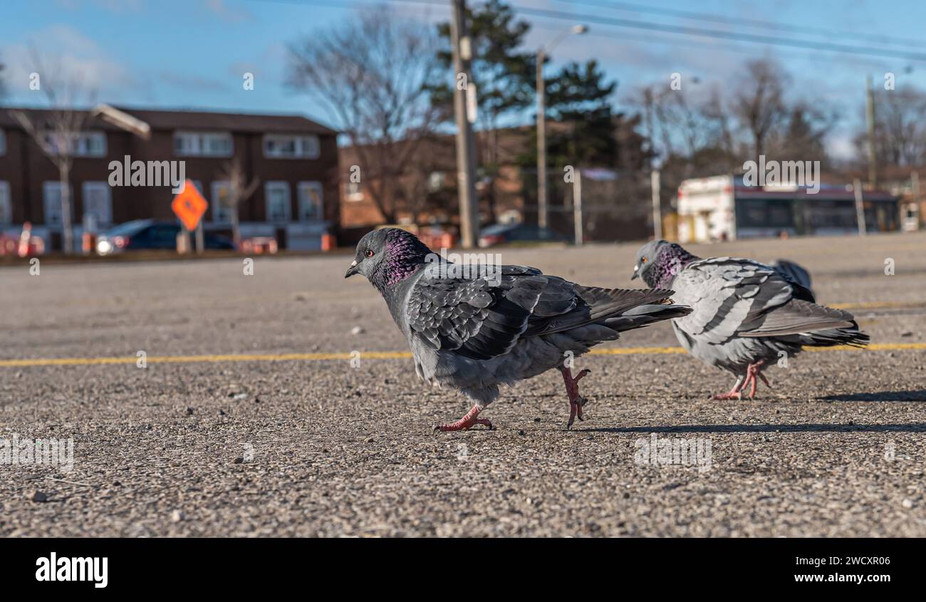 Tauben schlendern auf einem Bürgersteig Stockfoto