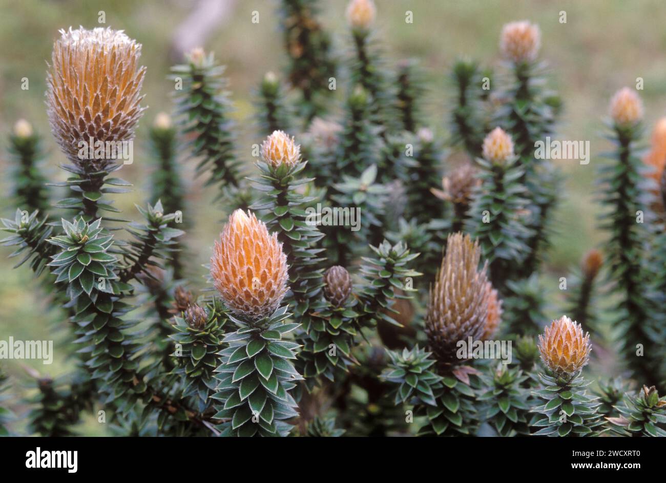 Chuquiraga jussieui, die Blume der Anden. Ecuador Stockfoto