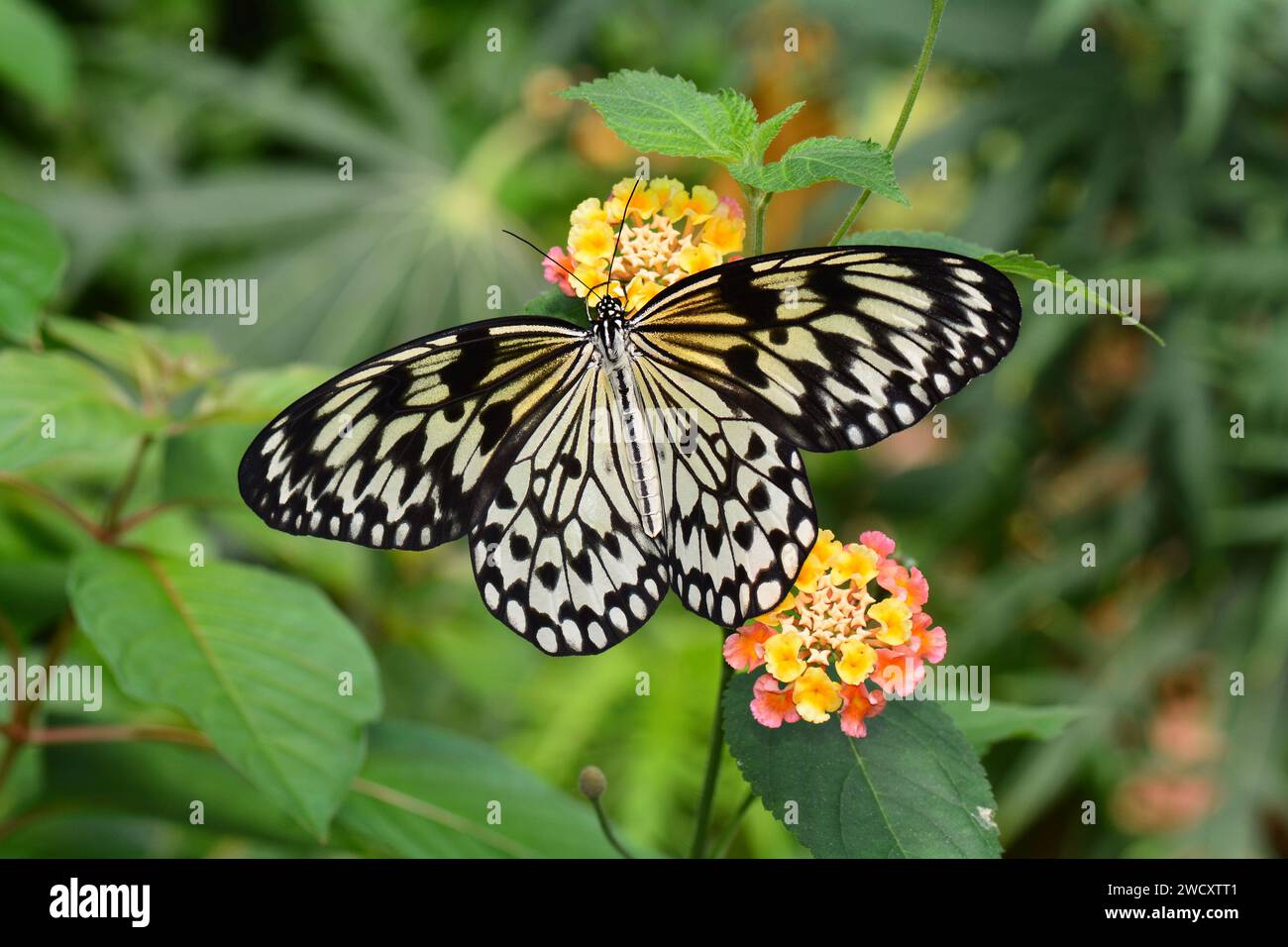 Large Tree Nymphe Schmetterling landet auf einer Blume für Nektar in den Gärten. Stockfoto