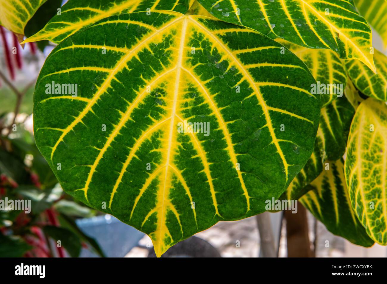 Bunte Blätter des Indian Coral Tree oder Tigerkralle des Variegated Coral Tree (Erythrina variegata) wachsen in den verzweigten Stockfoto