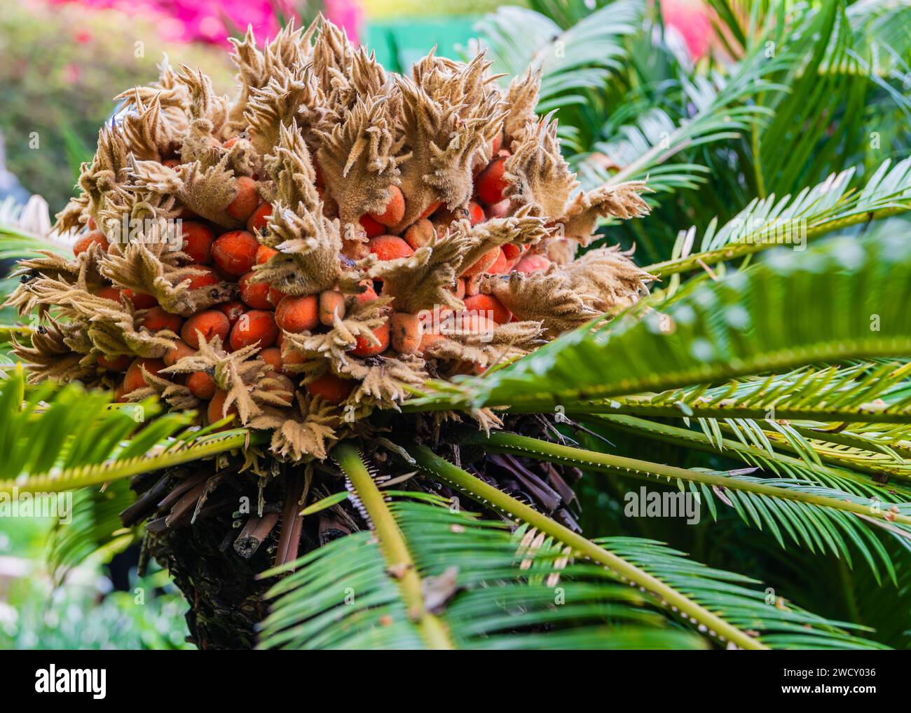 Cycad (cycas revoluta) Blume und Frucht Stockfoto