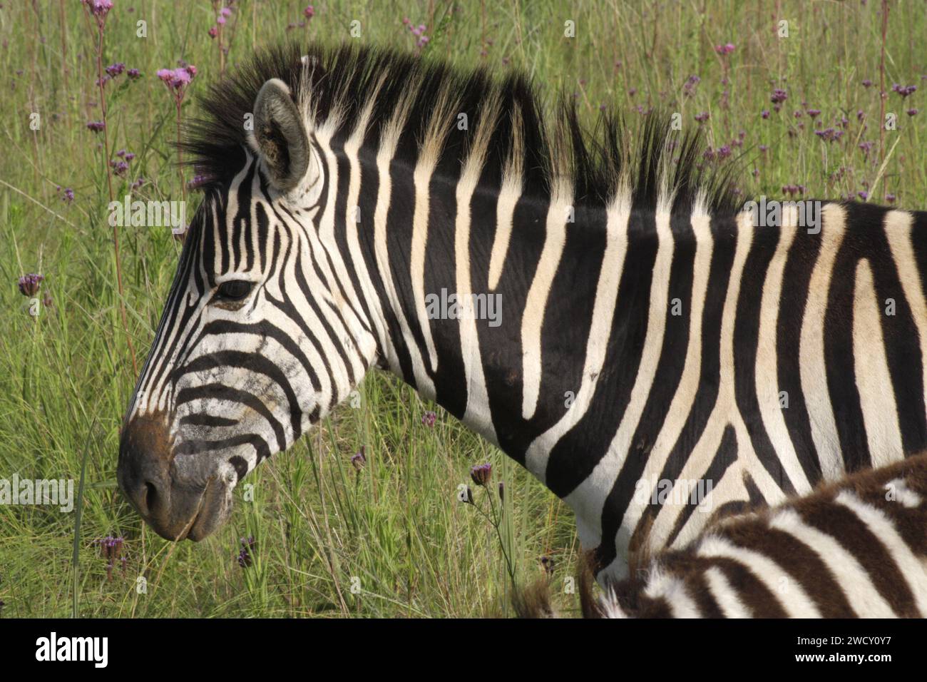 Nahaufnahme Zebra, Rietvlei Stockfoto