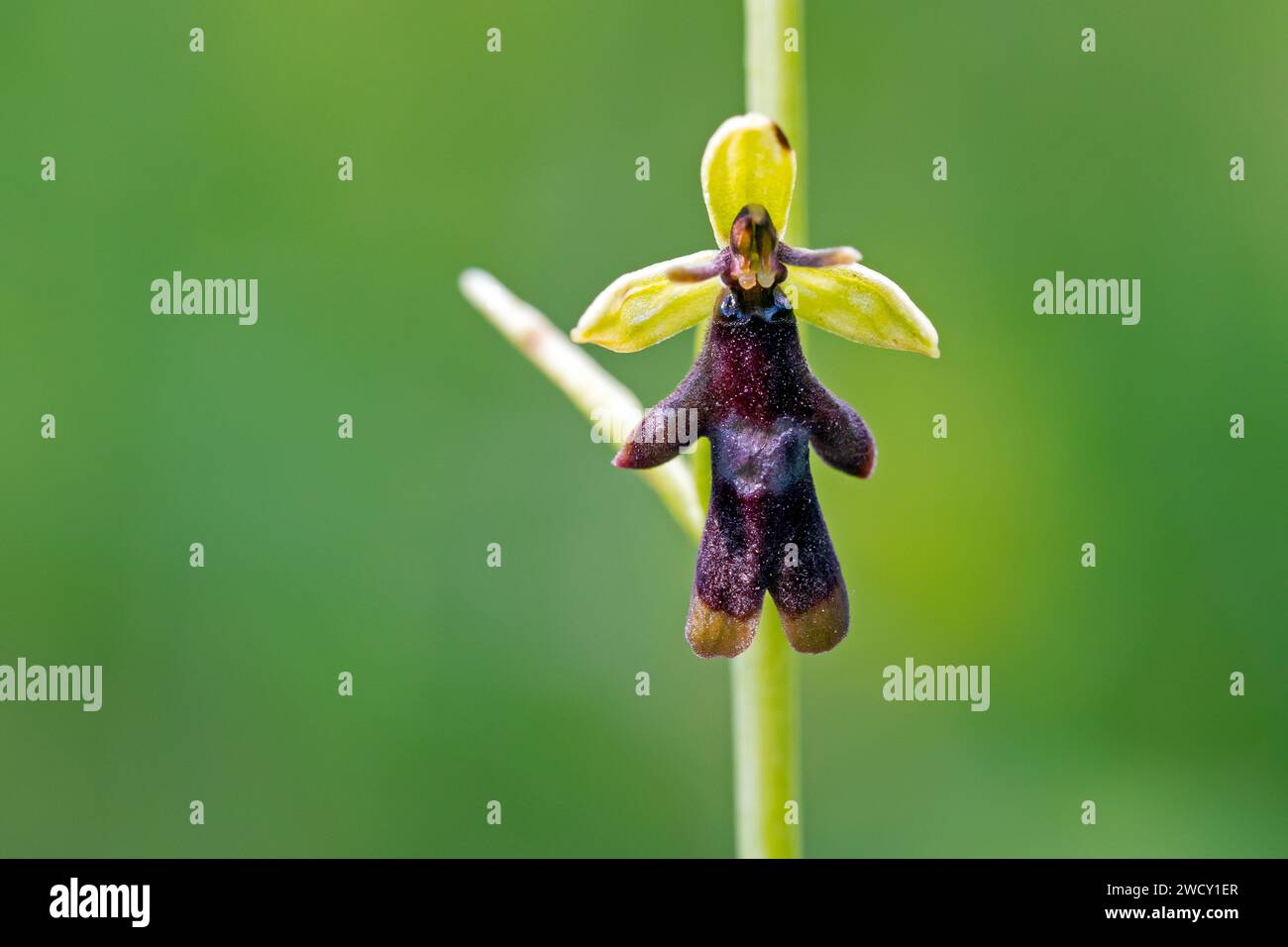 FliegenOrchidee (Ophrys insectifera / Epipactis myodes) in der Blüte im Frühjahr Stockfoto