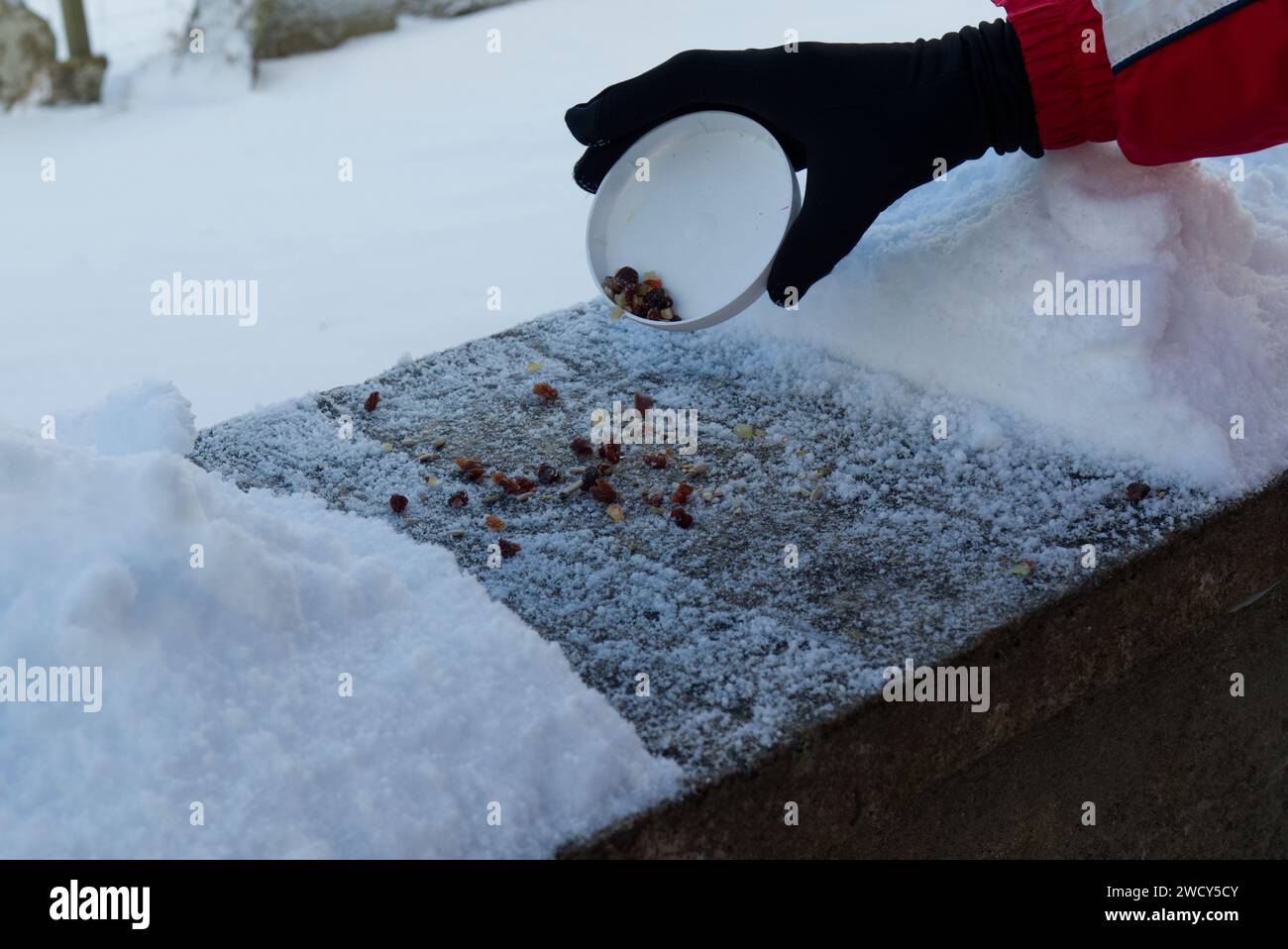 Fütterung von Wildvögeln bei schneebedecktem Wetter, Orkney, Januar 2024 Stockfoto
