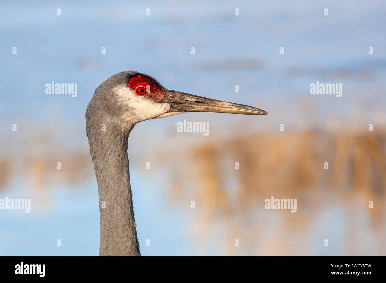 Milford, Michigan - Ein Sandhügelkran (Antigone canadensis) im Kensington Metropark. Stockfoto