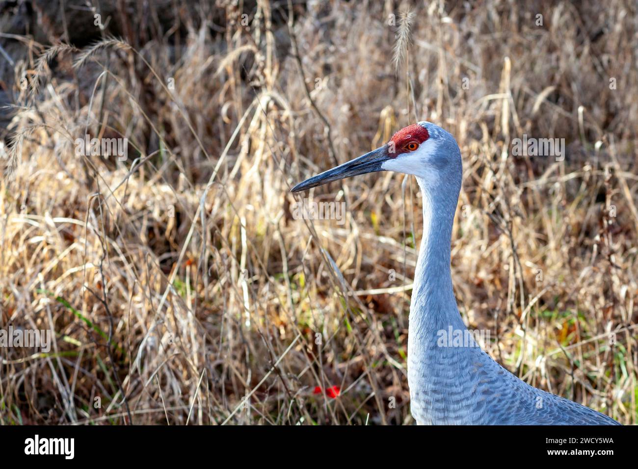 Milford, Michigan - Ein Sandhügelkran (Antigone canadensis) im Kensington Metropark. Stockfoto