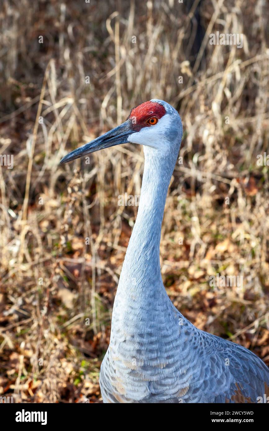 Milford, Michigan - Ein Sandhügelkran (Antigone canadensis) im Kensington Metropark. Stockfoto