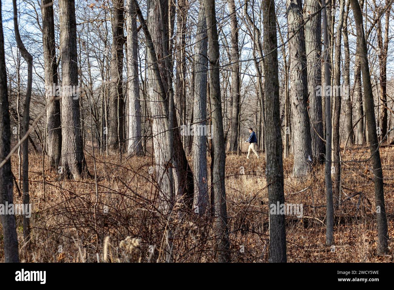 Milford, Michigan - Ein Wanderer auf einem Naturlehrpfad im Kensington Metropark. Stockfoto