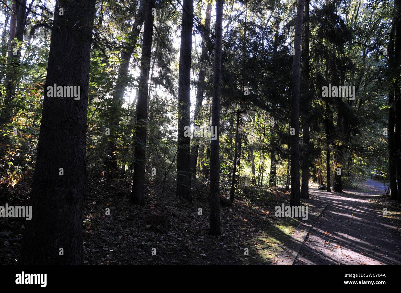 Bad Bramstedt/Deutschland. Oktober 2018. Herbstlaub und Baumfarbe in Bad Bramstedt. . Foto. Francis Joseph Dean / Deanpictures. Stockfoto